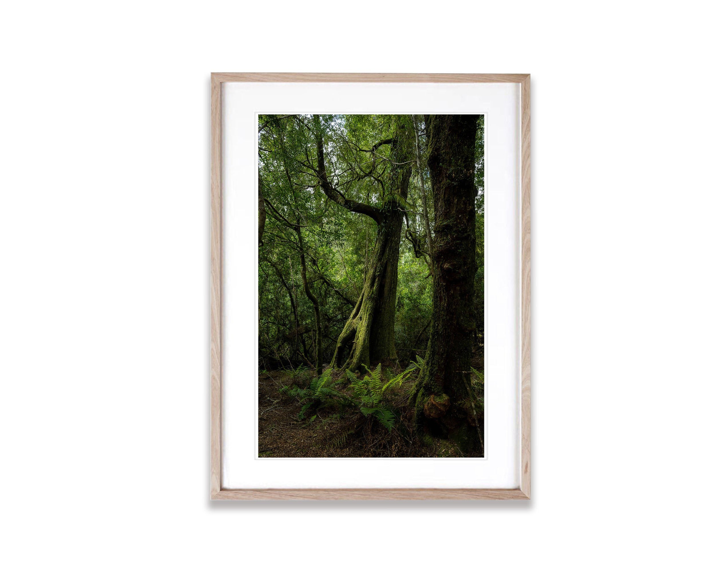 Giant Myrtle, Franklin River, Tasmania