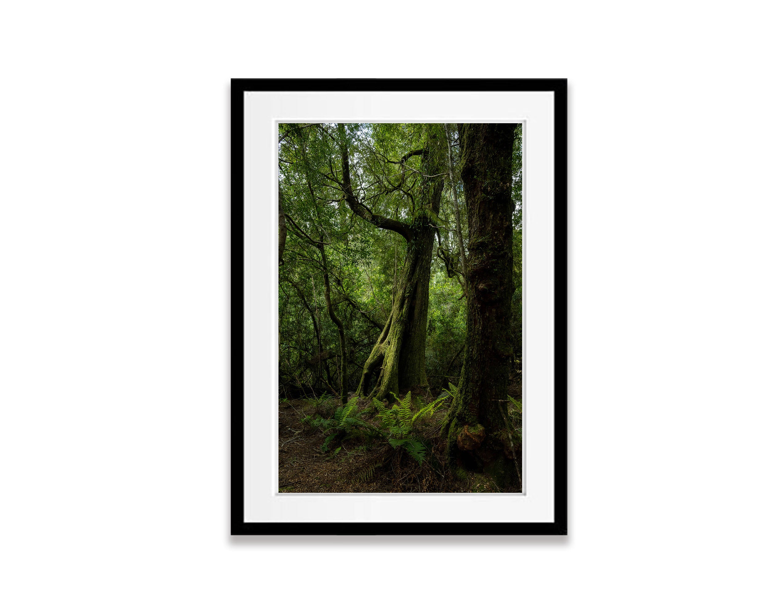 Giant Mrytle, Franklin River, Tasmania