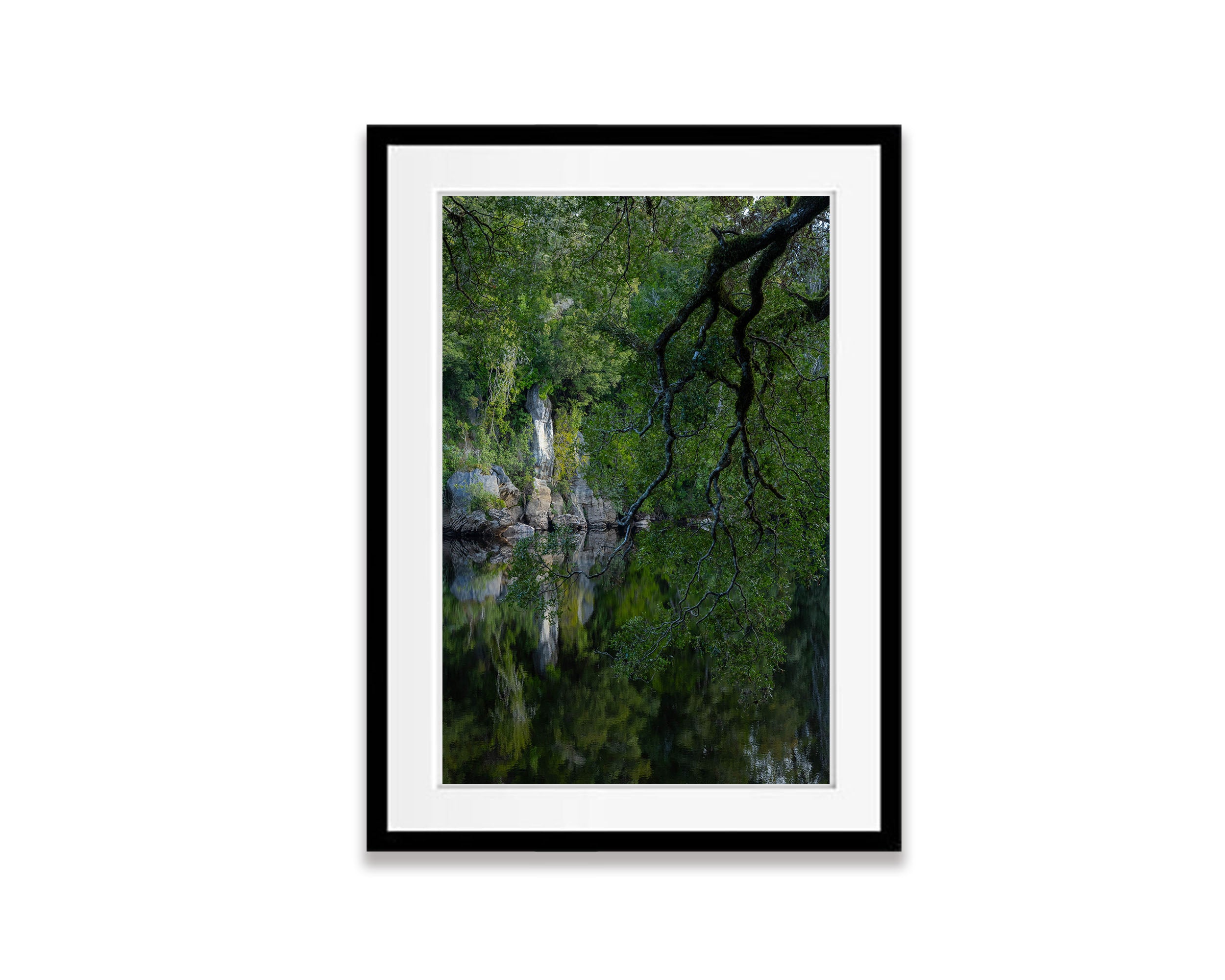 Hanging Tree, Lower Franklin River, Tasmania