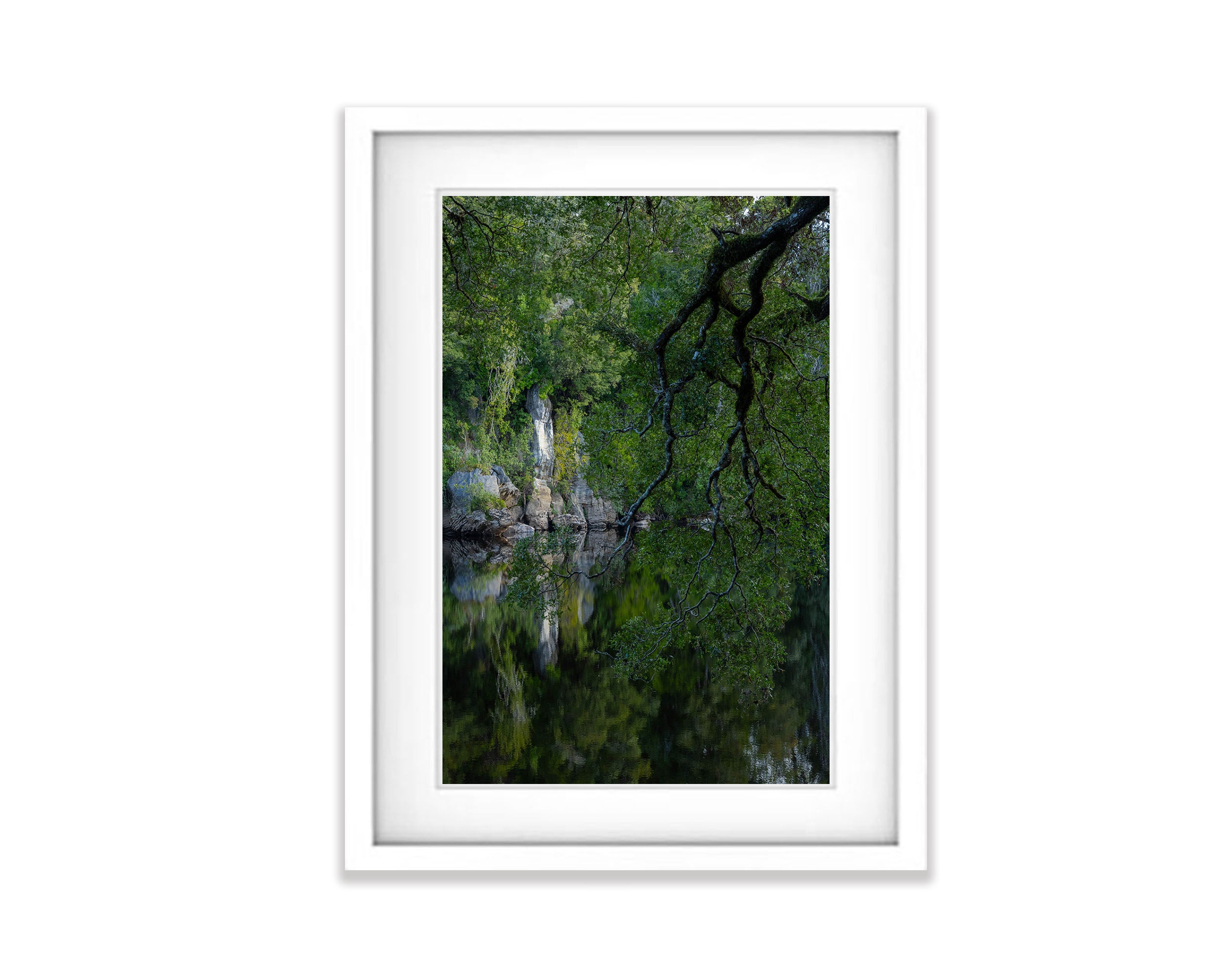 Hanging Tree, Lower Franklin River, Tasmania