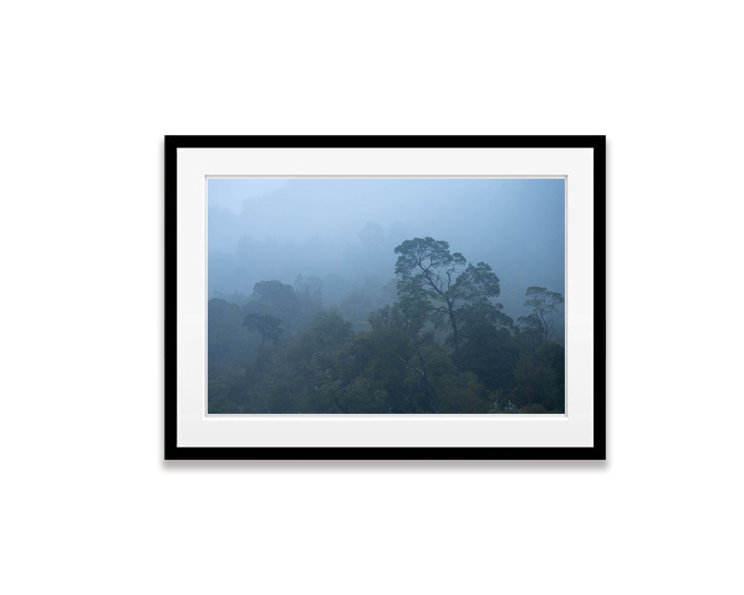 Ancient Forest, Gordon River, Tasmania