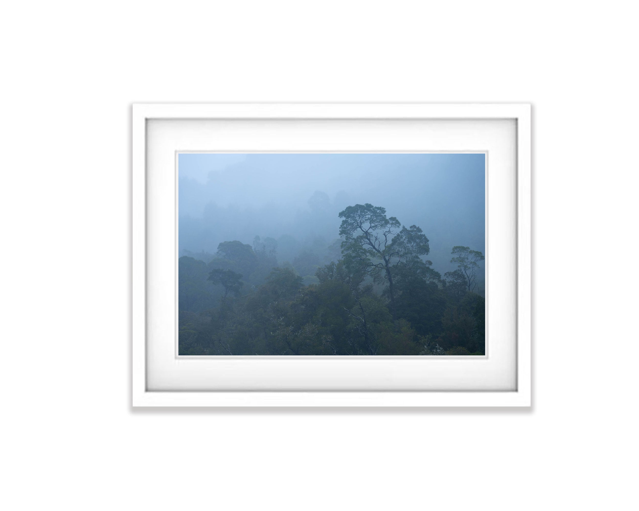 Ancient Forest, Gordon River, Tasmania