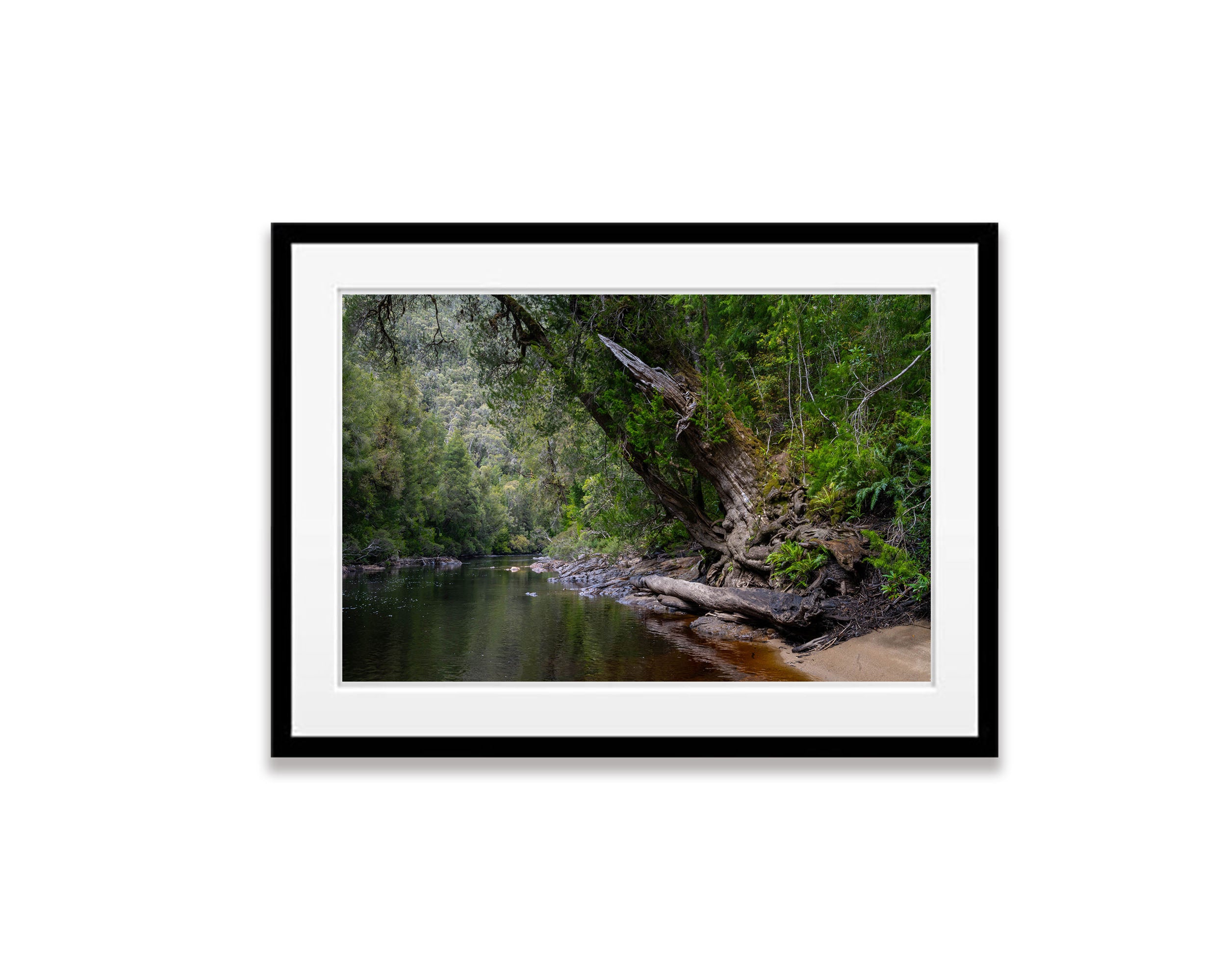 Huon Pine, Franklin River, Tasmania