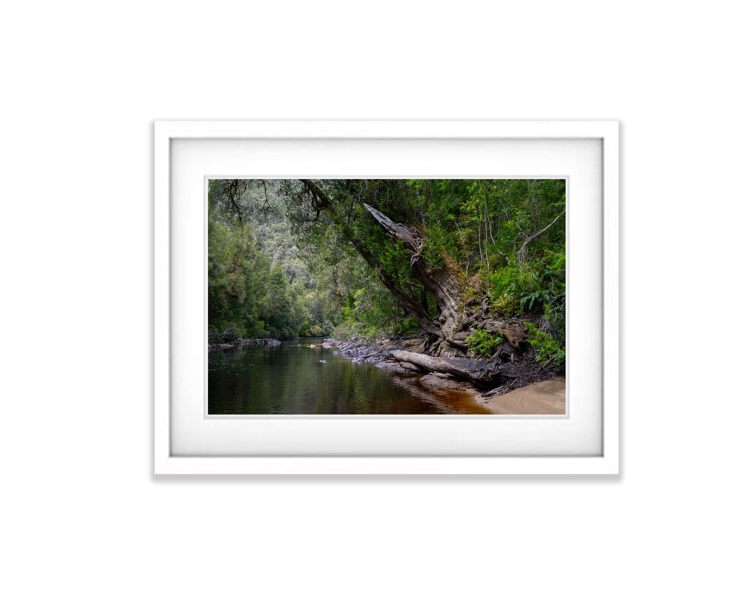 Huon Pine, Franklin River, Tasmania