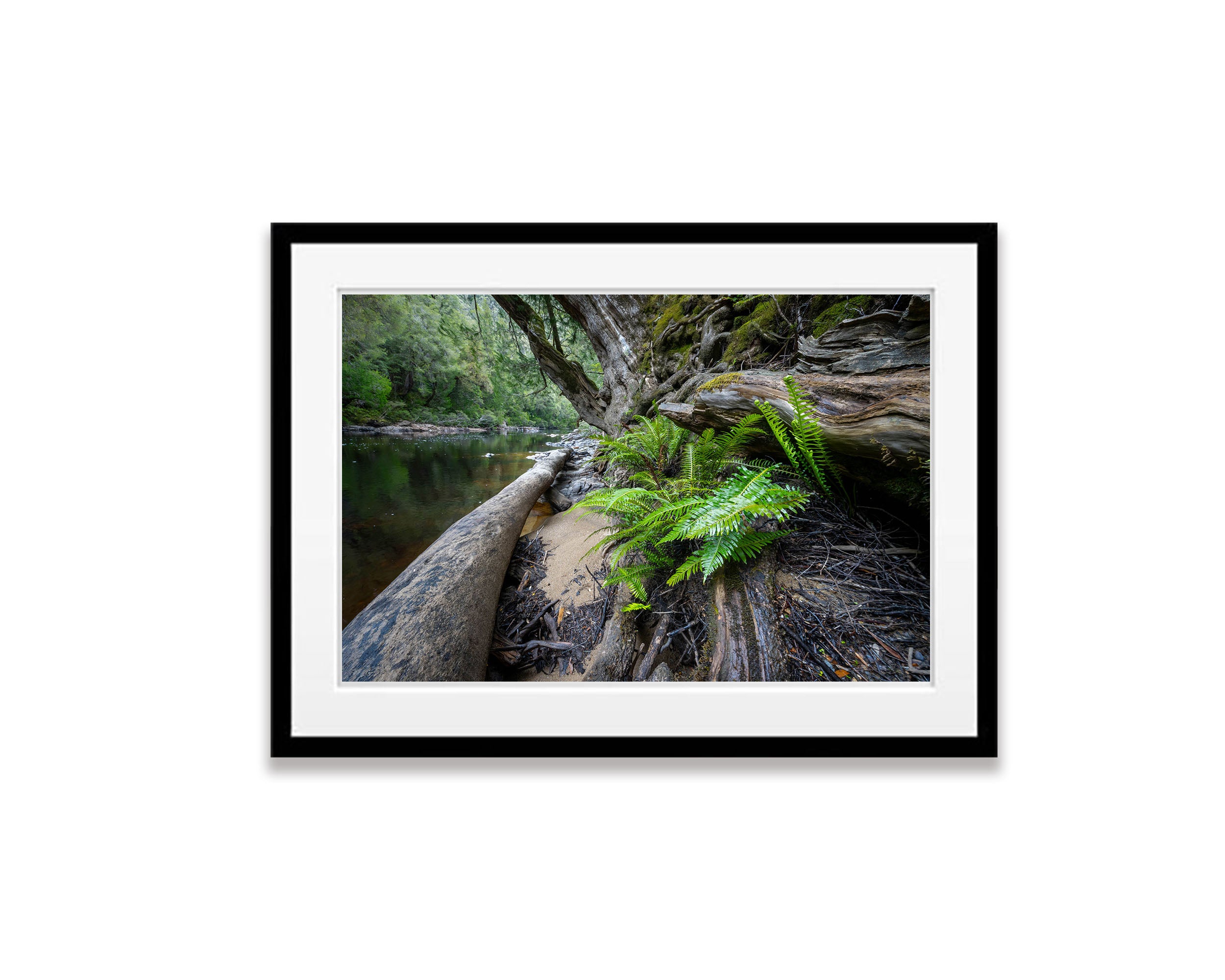 Ferns, Franklin River, Tasmania