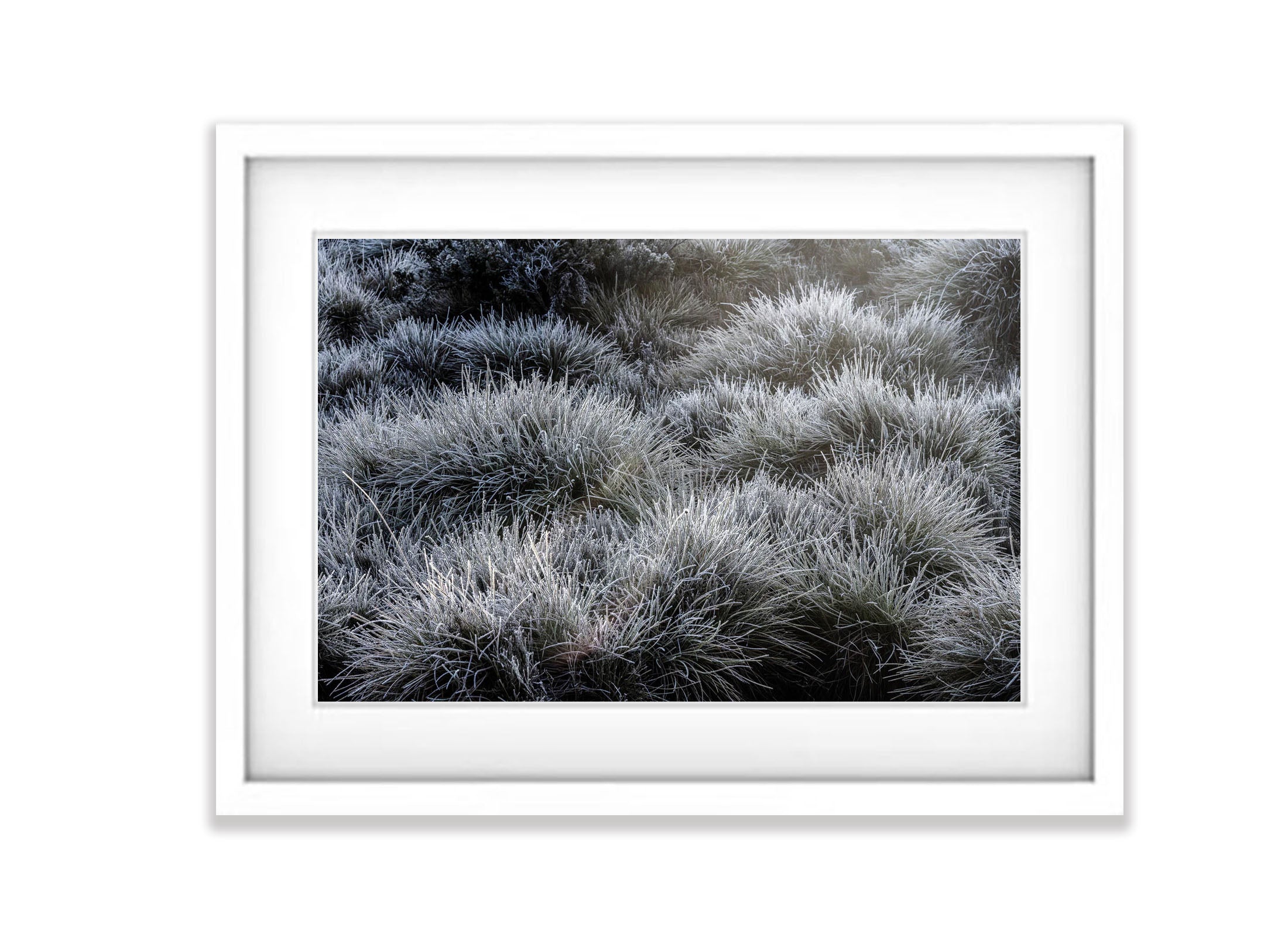 Frosted Buttongrass, Cradle Mountain, Tasmania