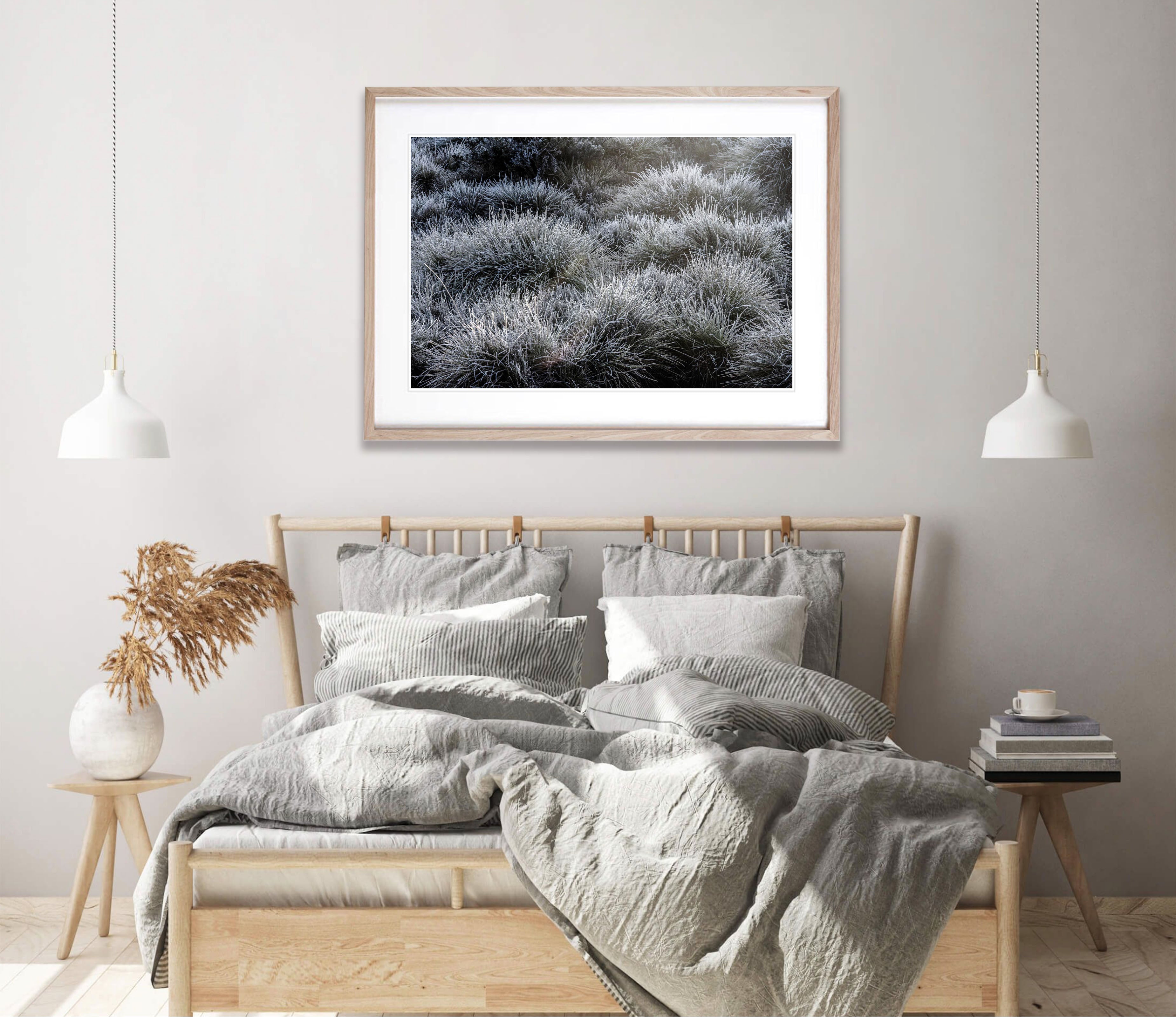 Frosted Buttongrass, Cradle Mountain, Tasmania