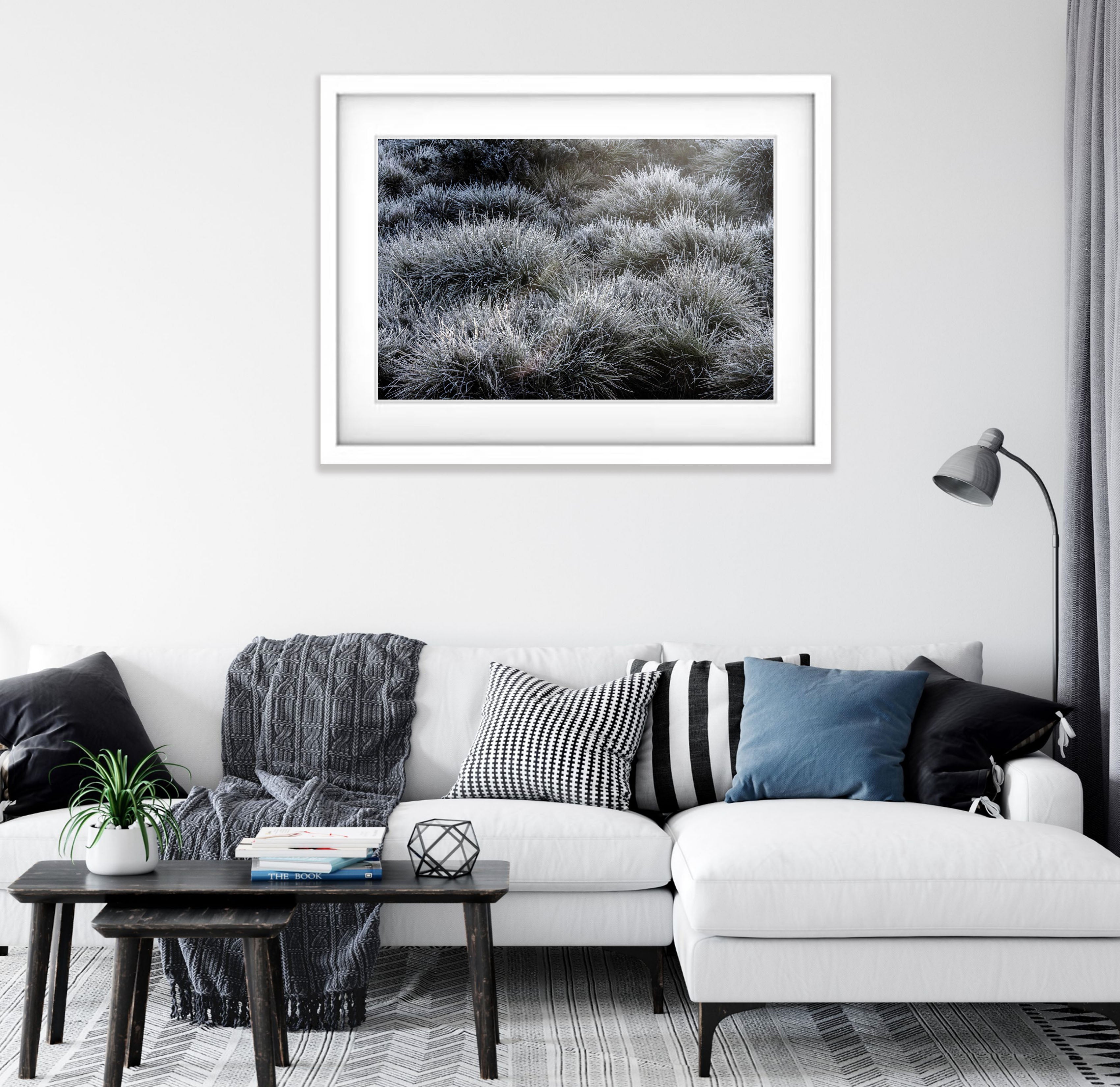 Frosted Buttongrass, Cradle Mountain, Tasmania