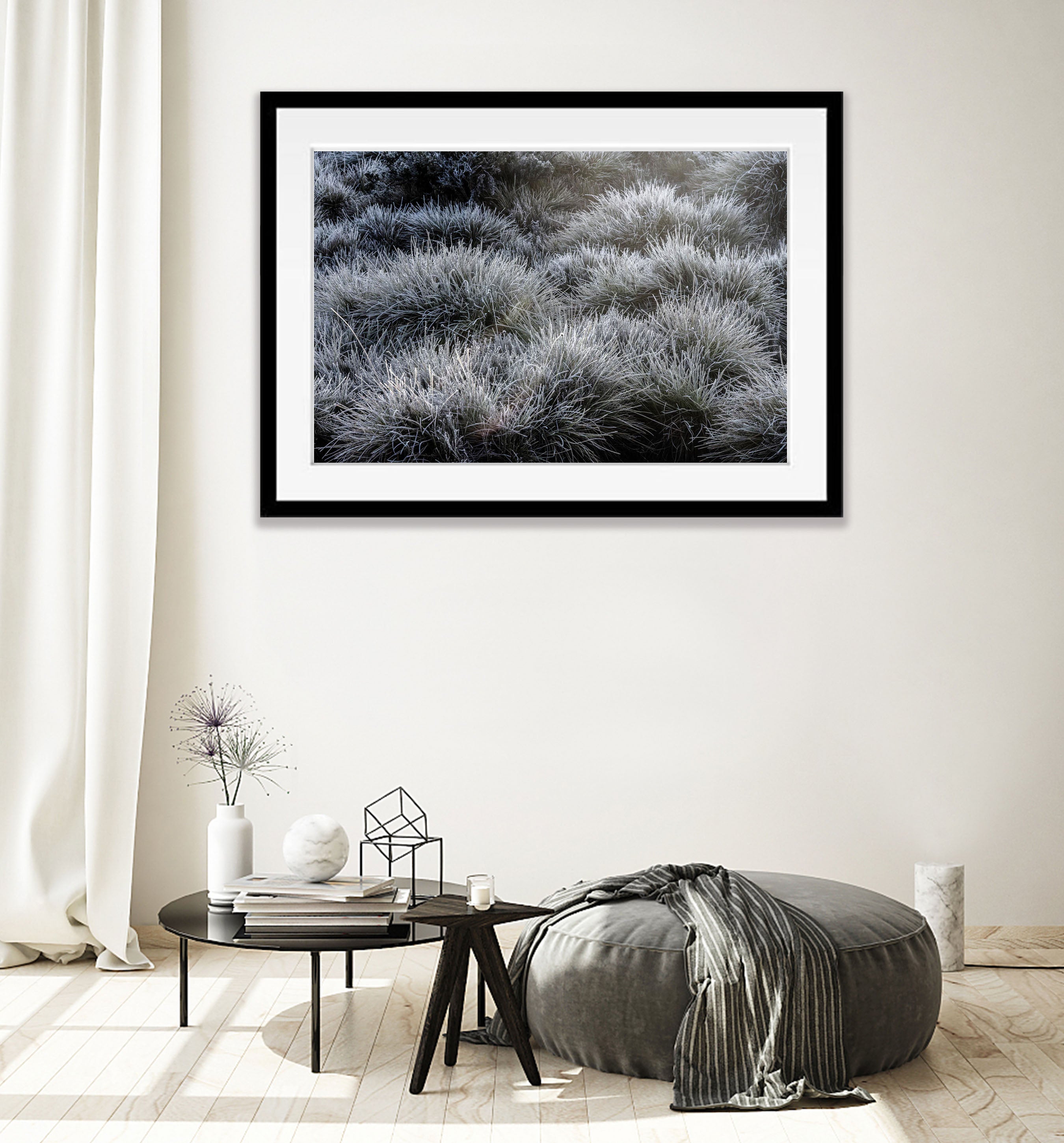 Frosted Buttongrass, Cradle Mountain, Tasmania