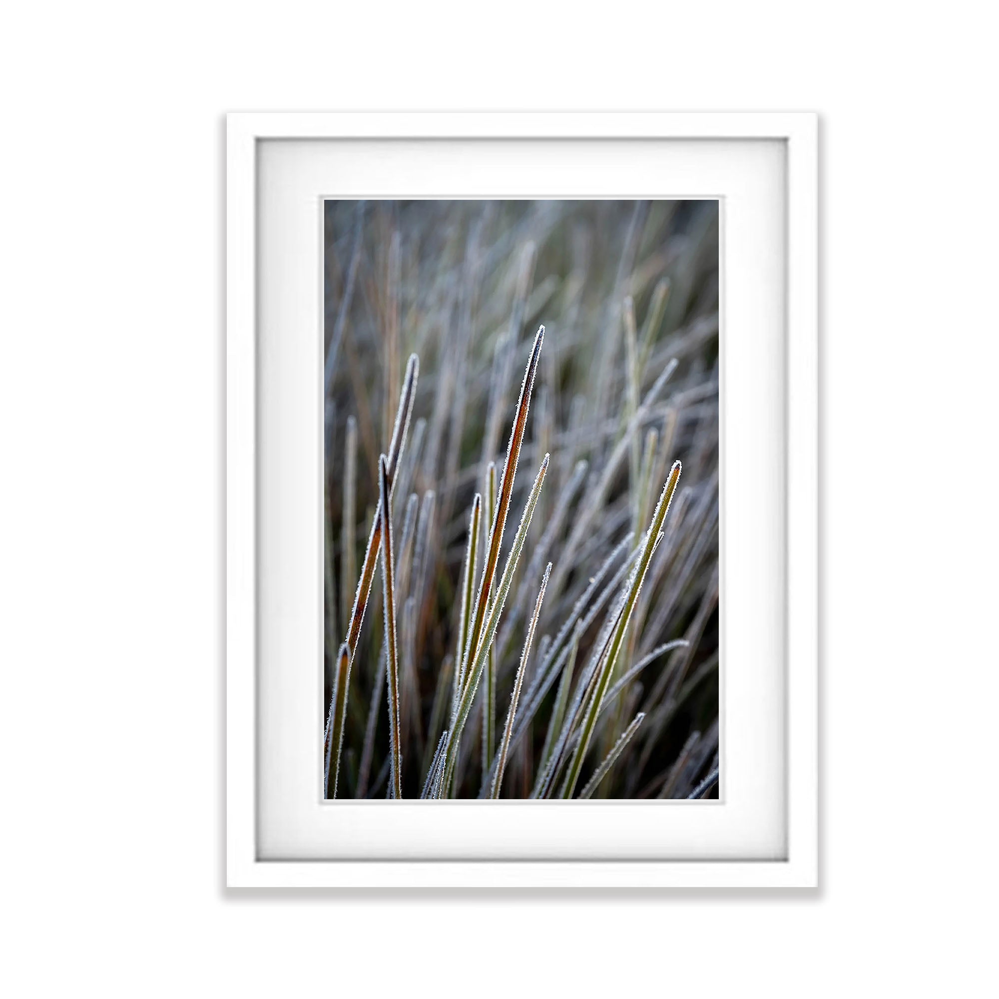 Frosted Buttongrass detail, Cradle Mountain, Tasmania