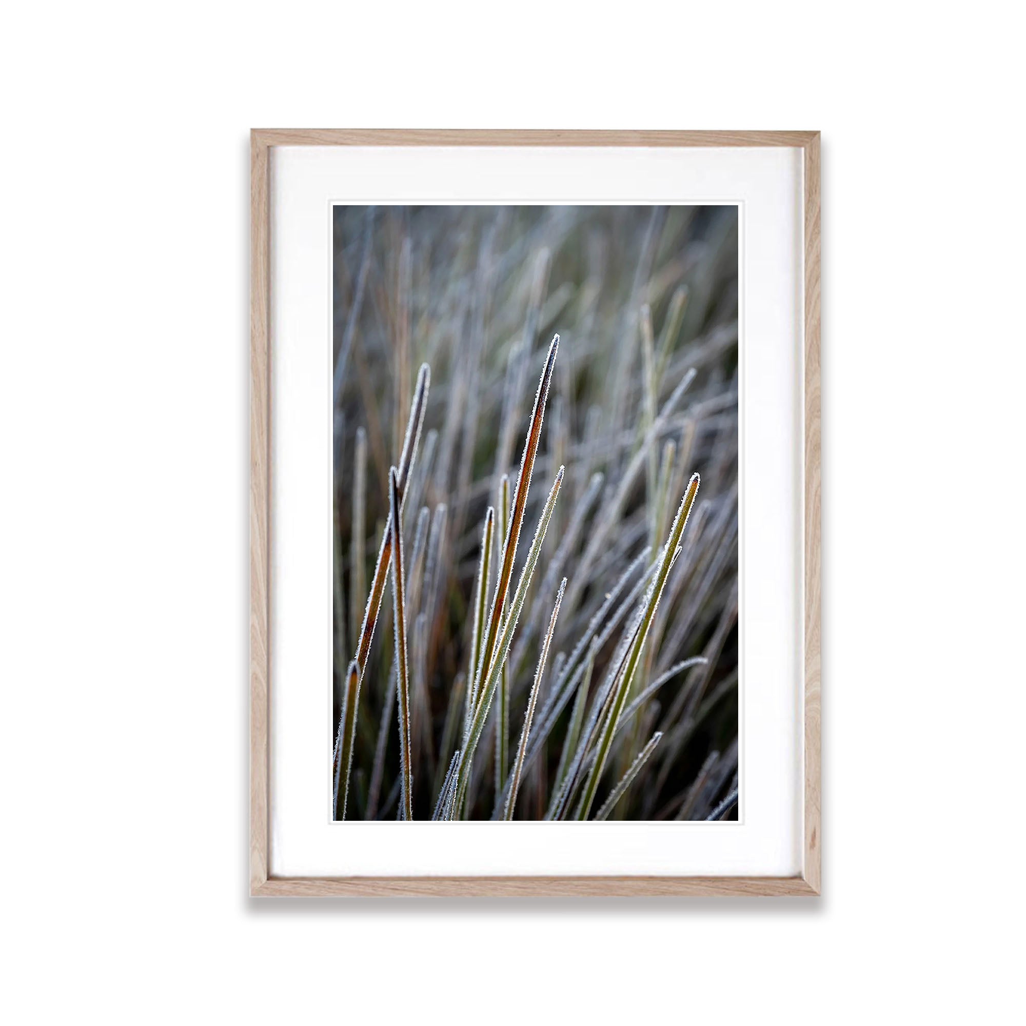Frosted Buttongrass detail, Cradle Mountain, Tasmania