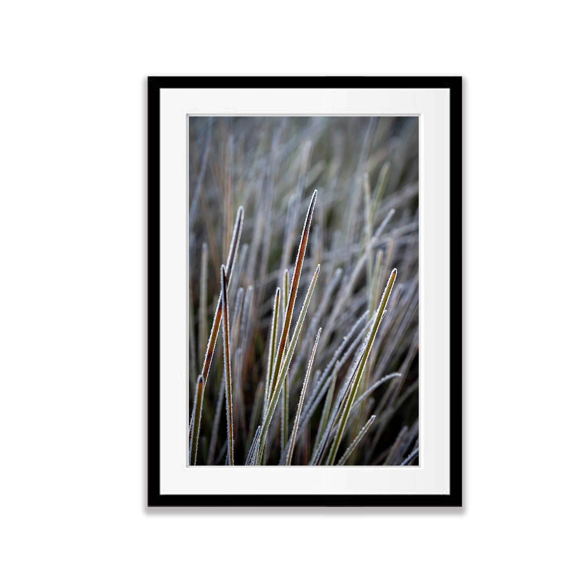 Frosted Buttongrass detail, Cradle Mountain, Tasmania