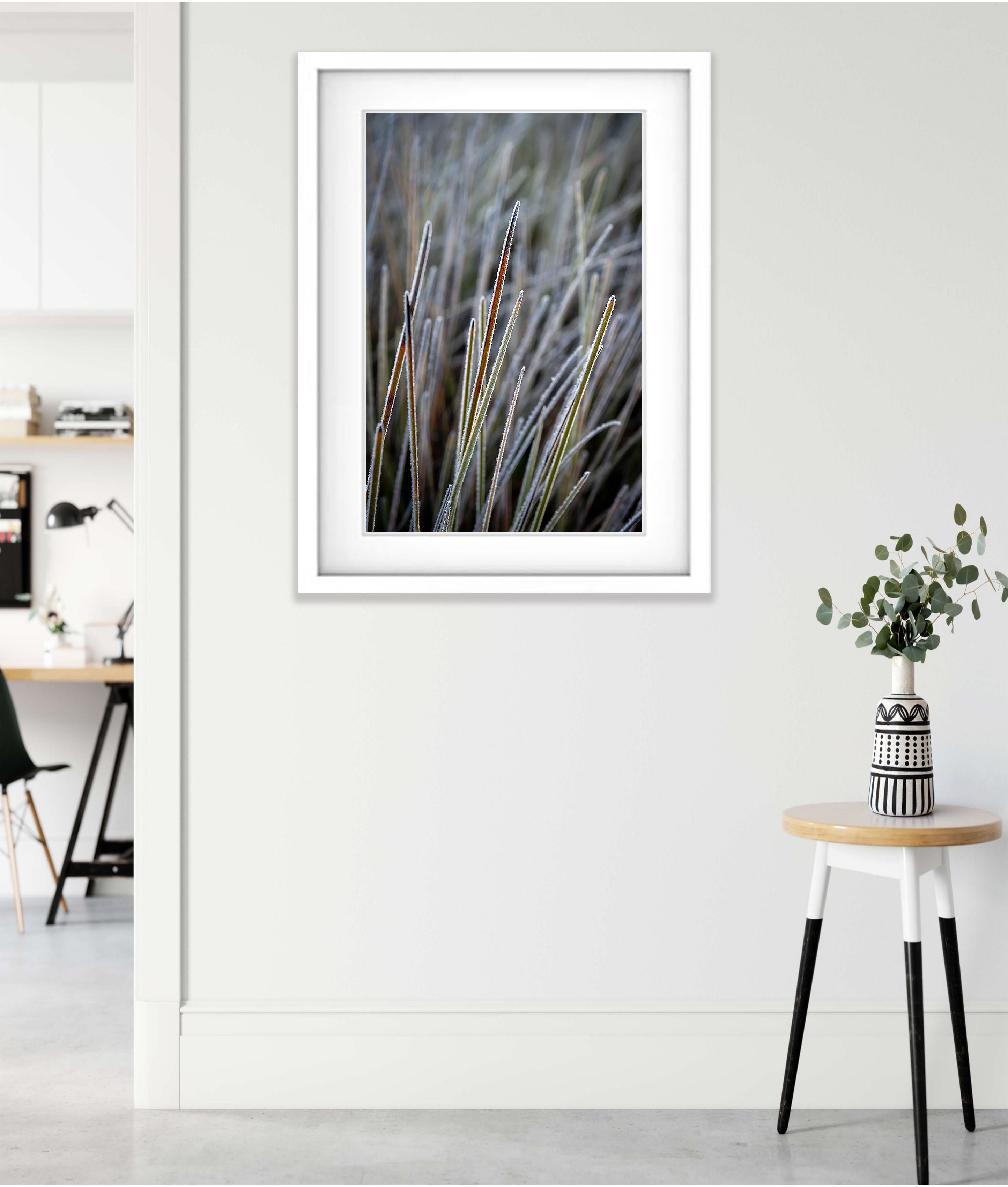 Frosted Buttongrass detail, Cradle Mountain, Tasmania