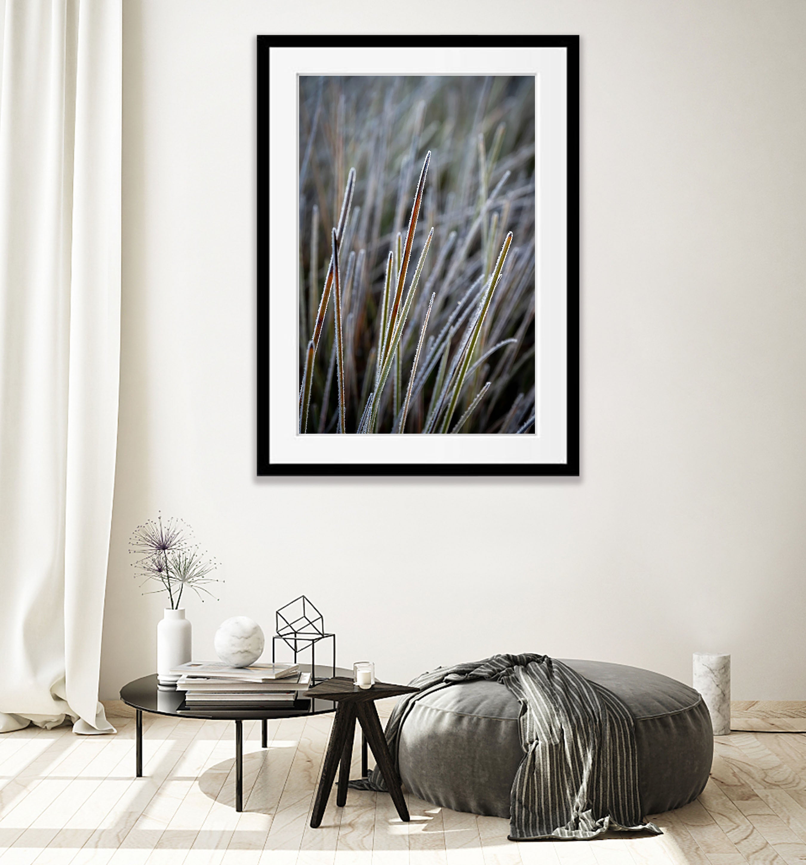 Frosted Buttongrass detail, Cradle Mountain, Tasmania