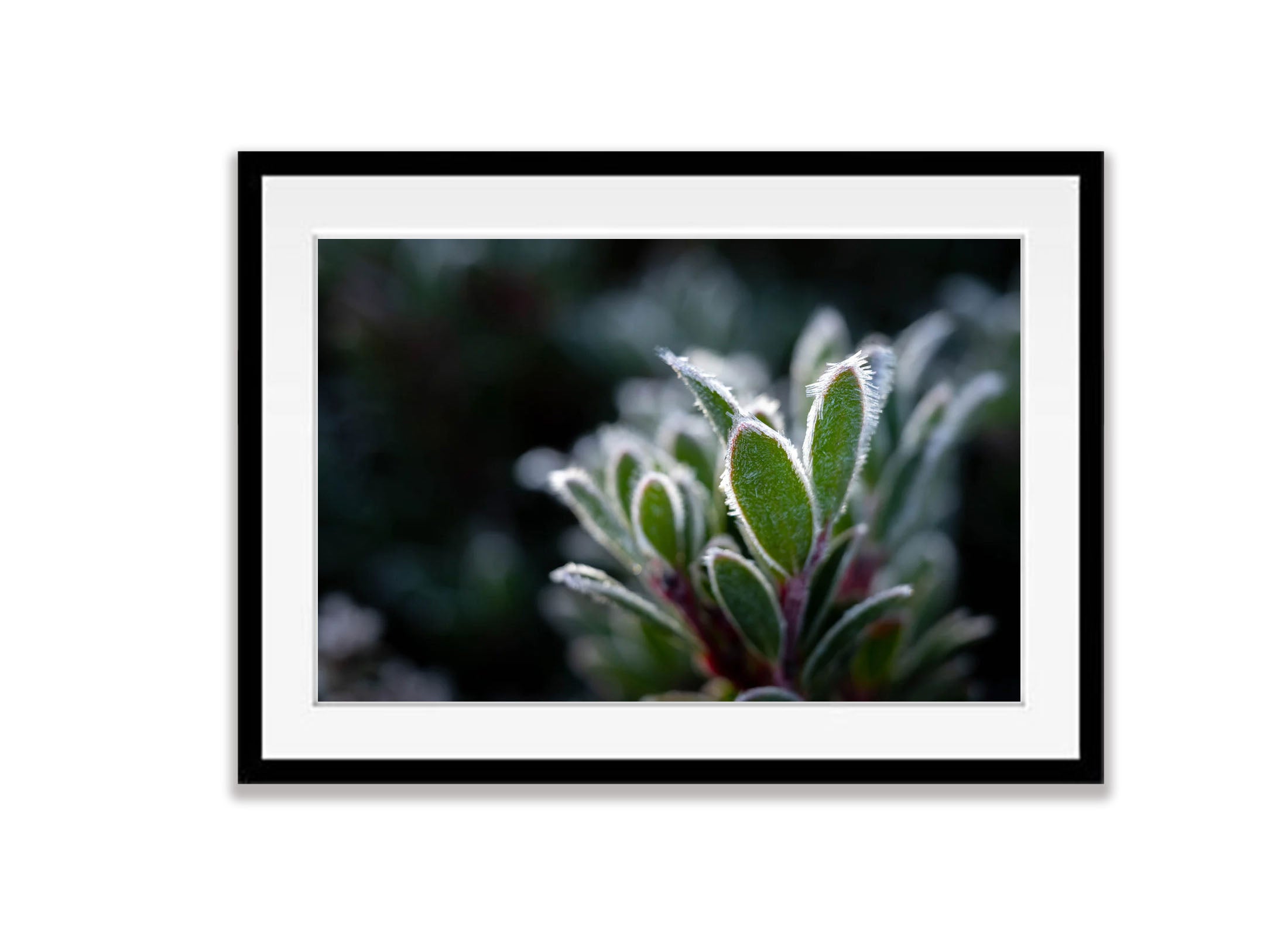 Frozen Plant detail, Cradle Mountain, Tasmania