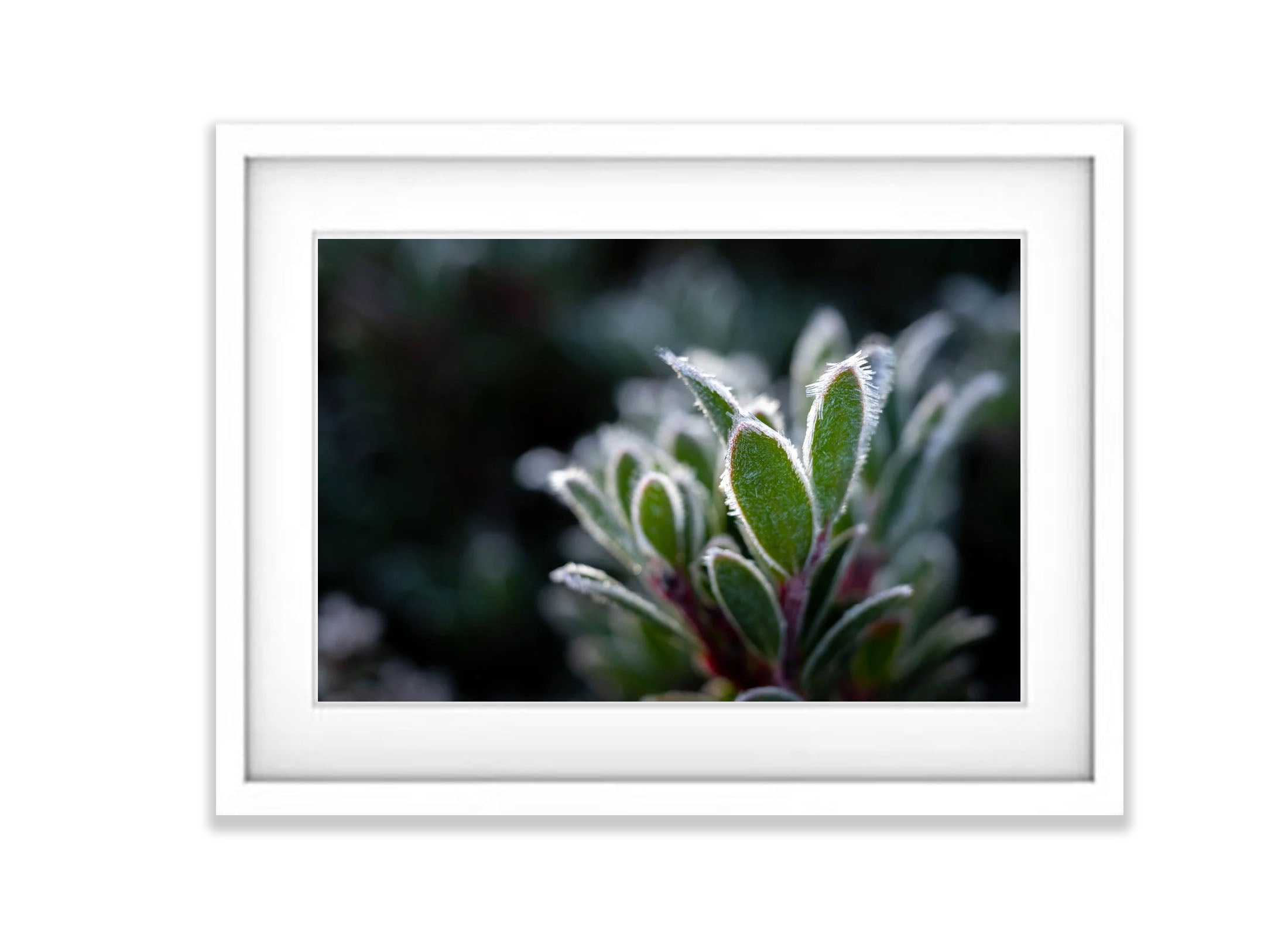 Frozen Plant detail, Cradle Mountain, Tasmania