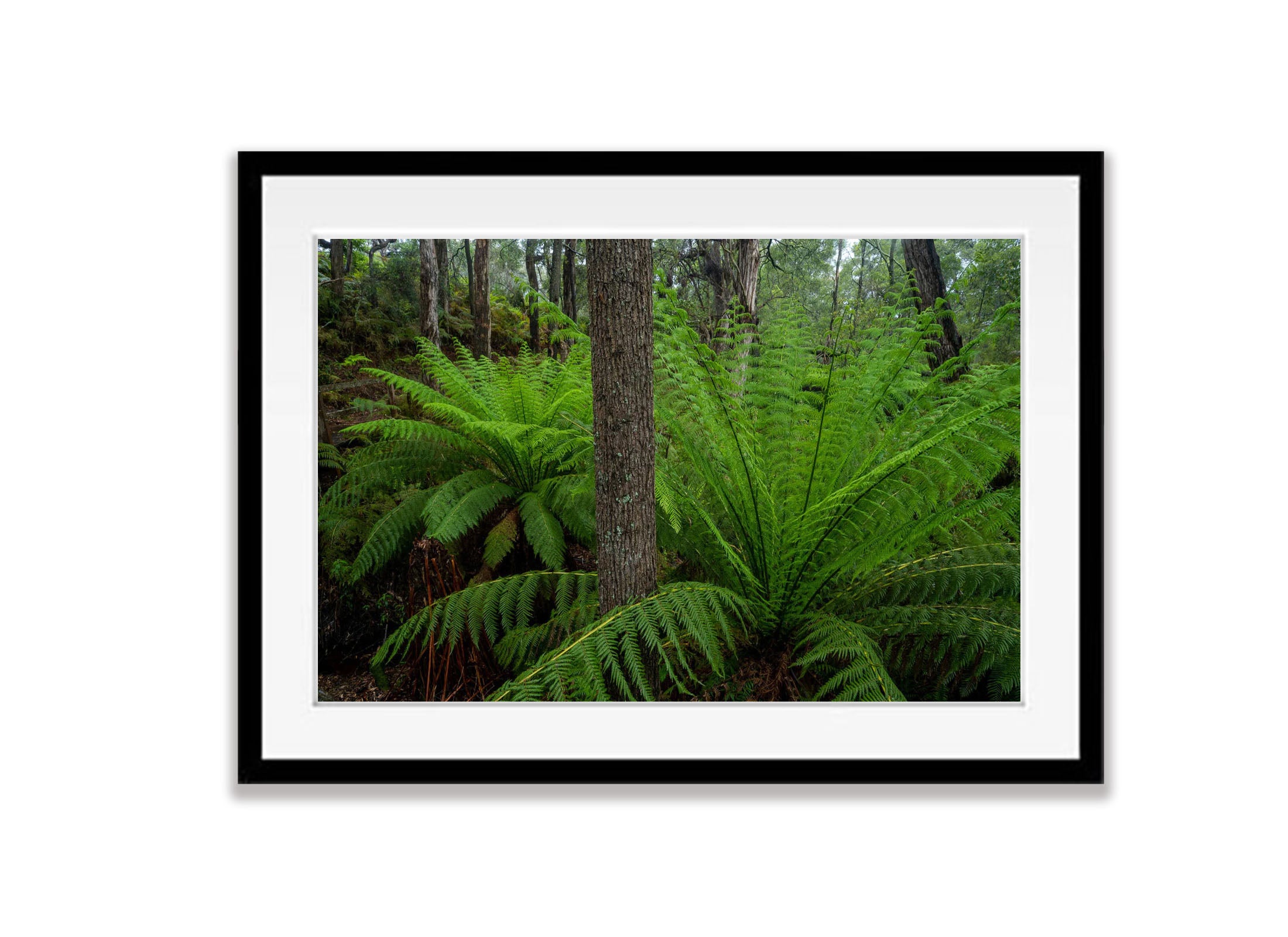 Giant Ferns, Green's Bush, Mornington Peninsula