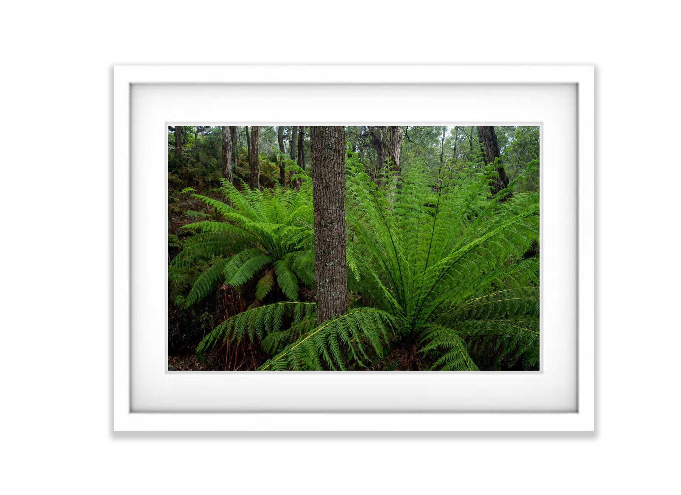 Giant Ferns, Green's Bush, Mornington Peninsula