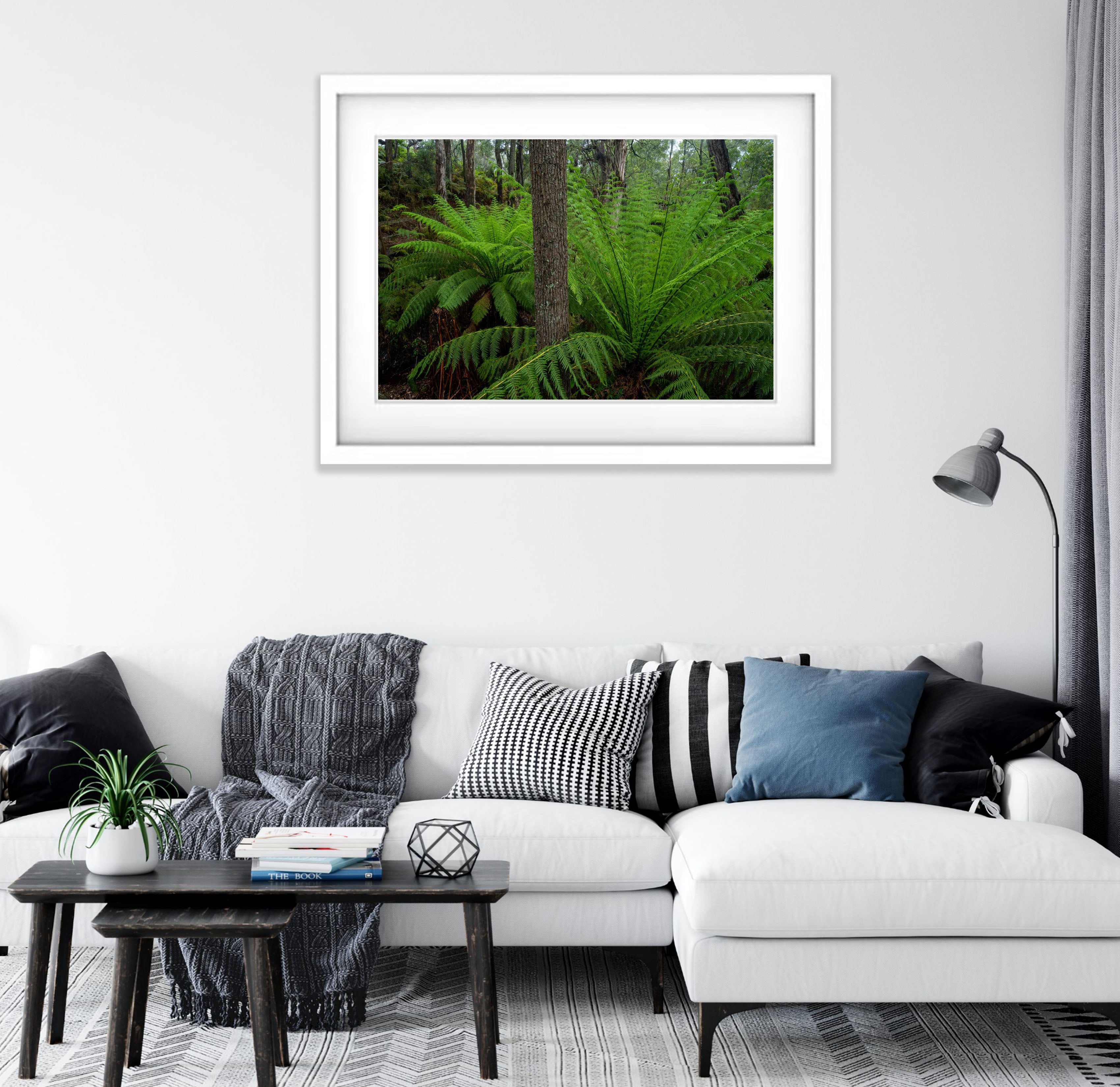 Giant Ferns, Green's Bush, Mornington Peninsula