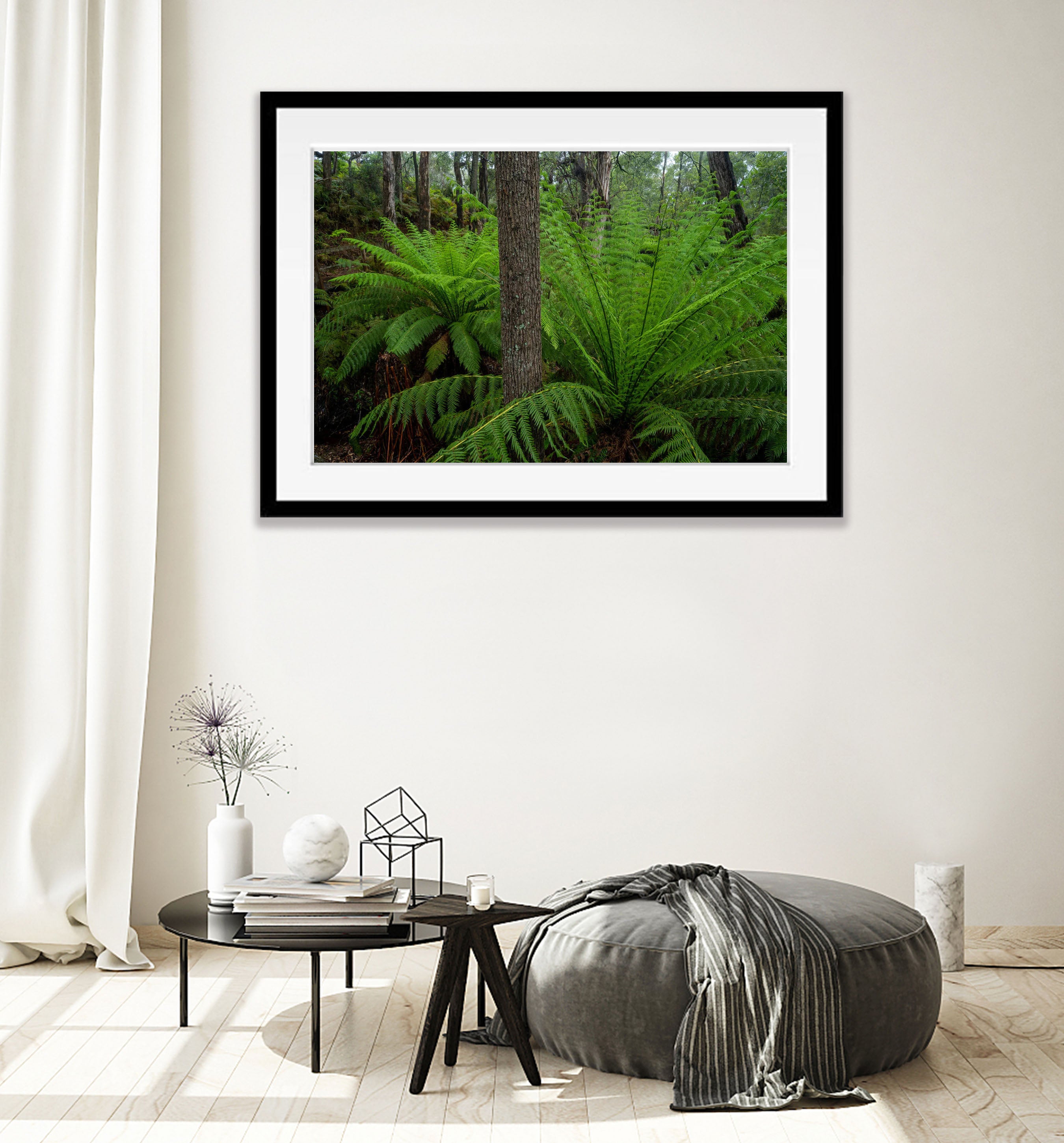 Giant Ferns, Green's Bush, Mornington Peninsula