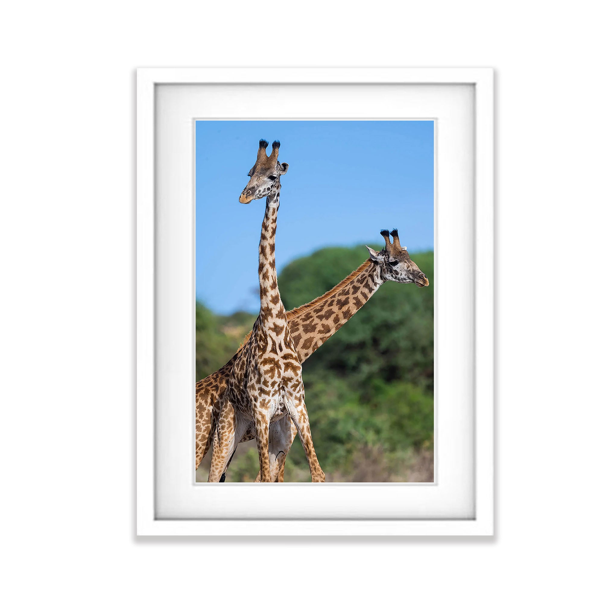 Giraffe, Tanzania