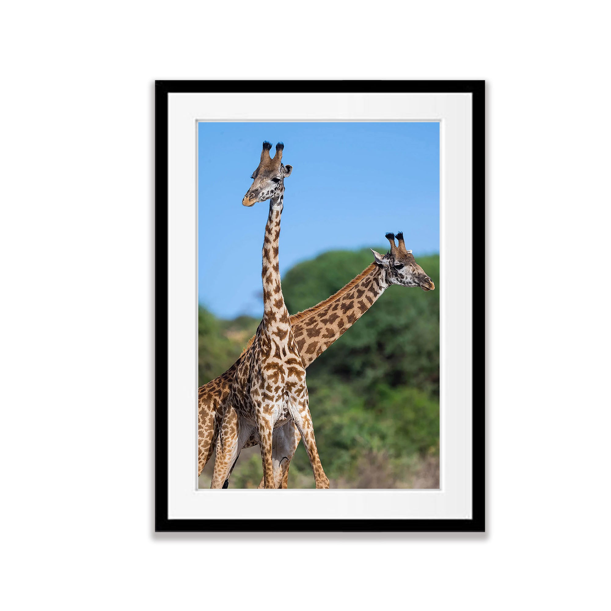 Giraffe, Tanzania