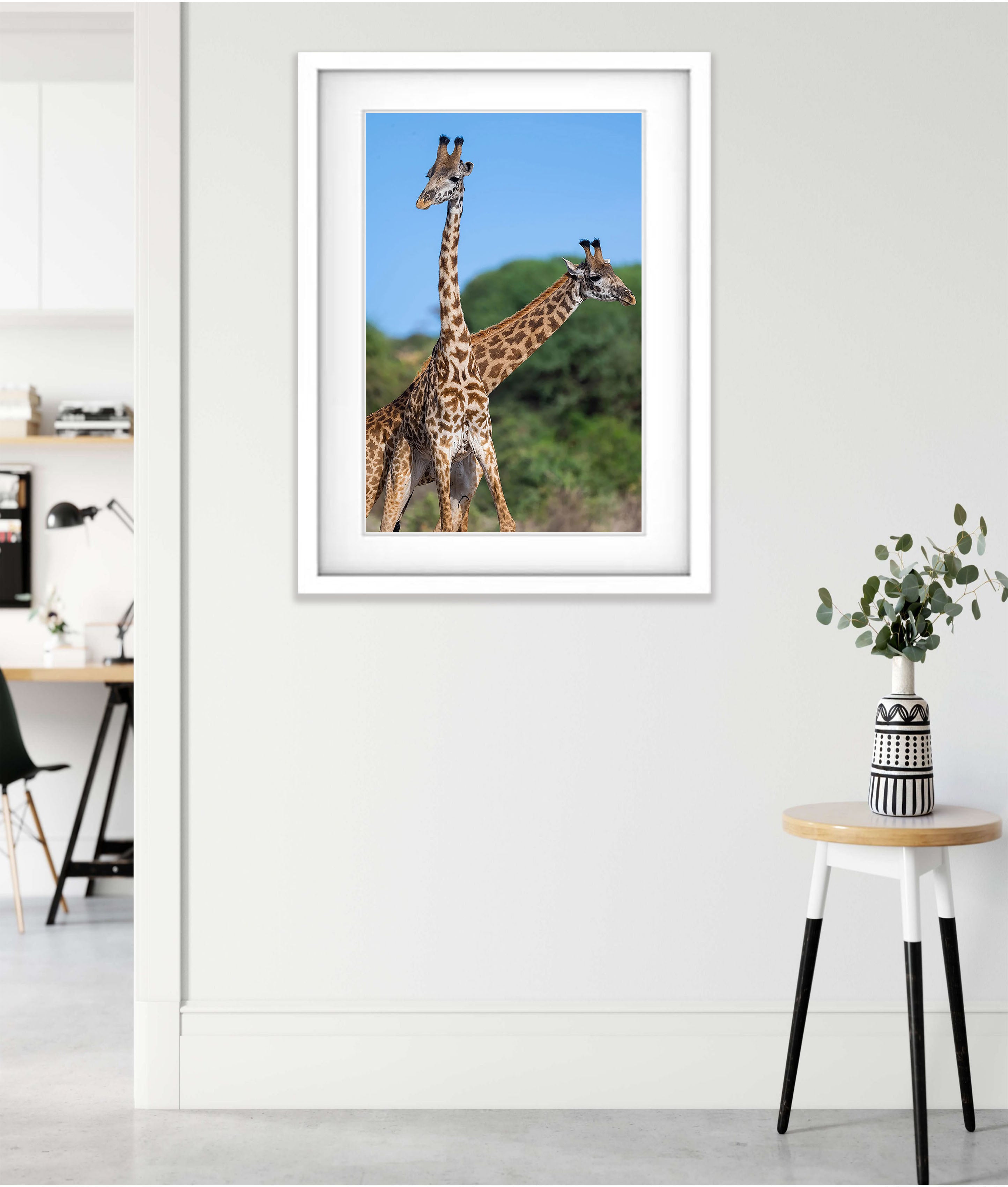 Giraffe, Tanzania