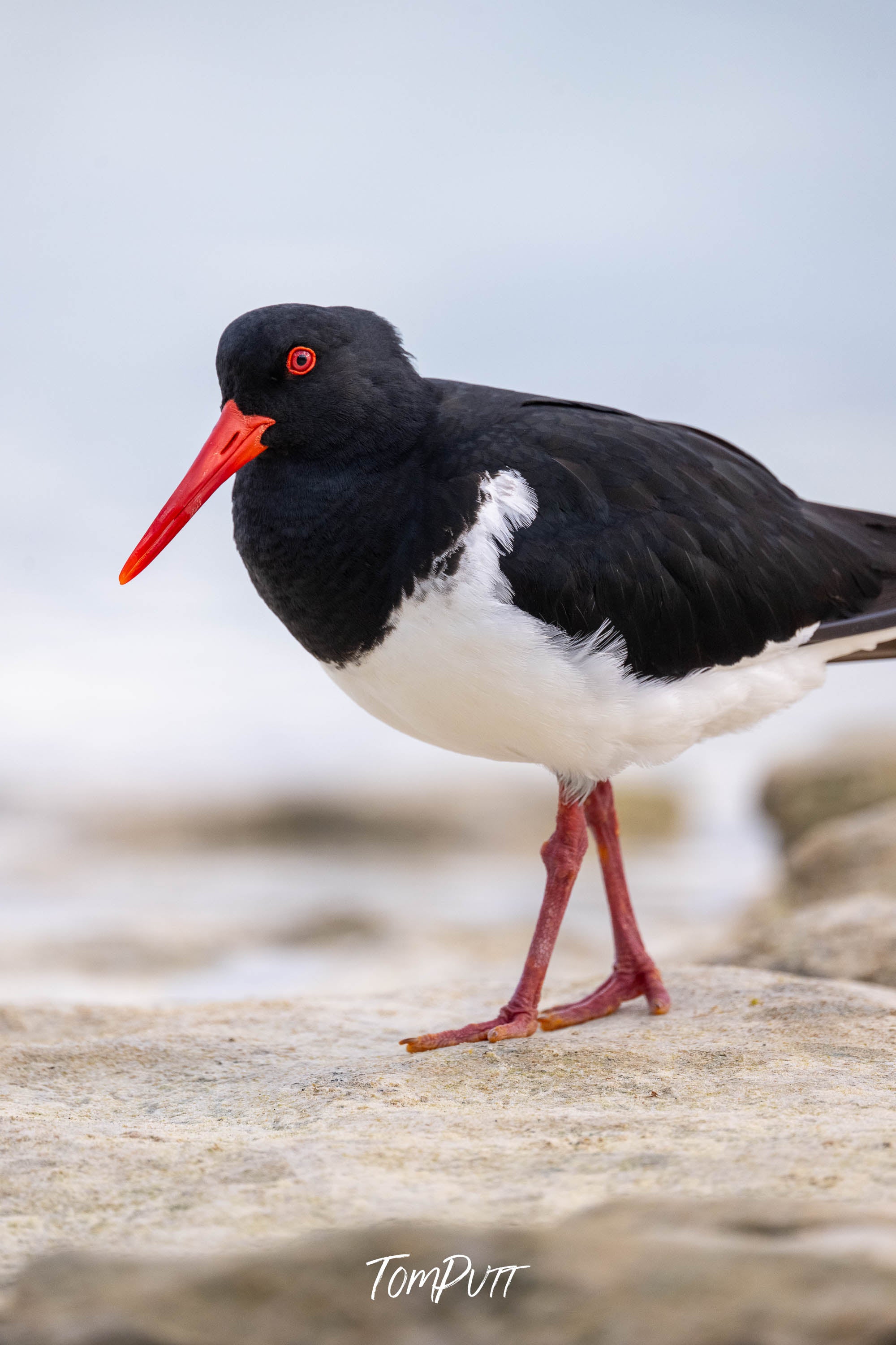 Pied Oystercatcher: Heron Island