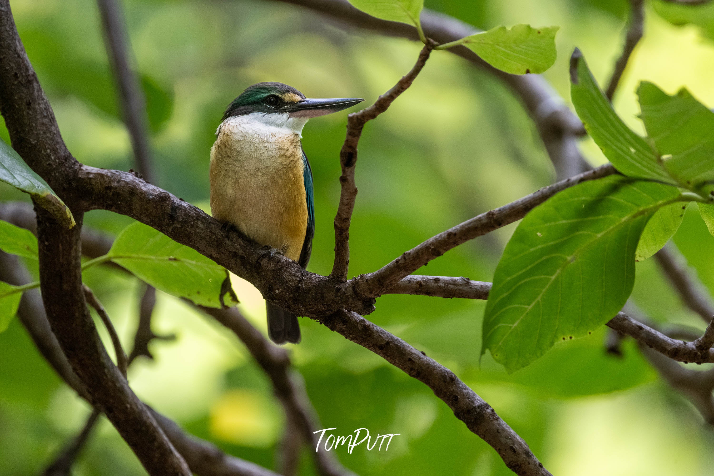 Sacred Kingfisher: Heron Island