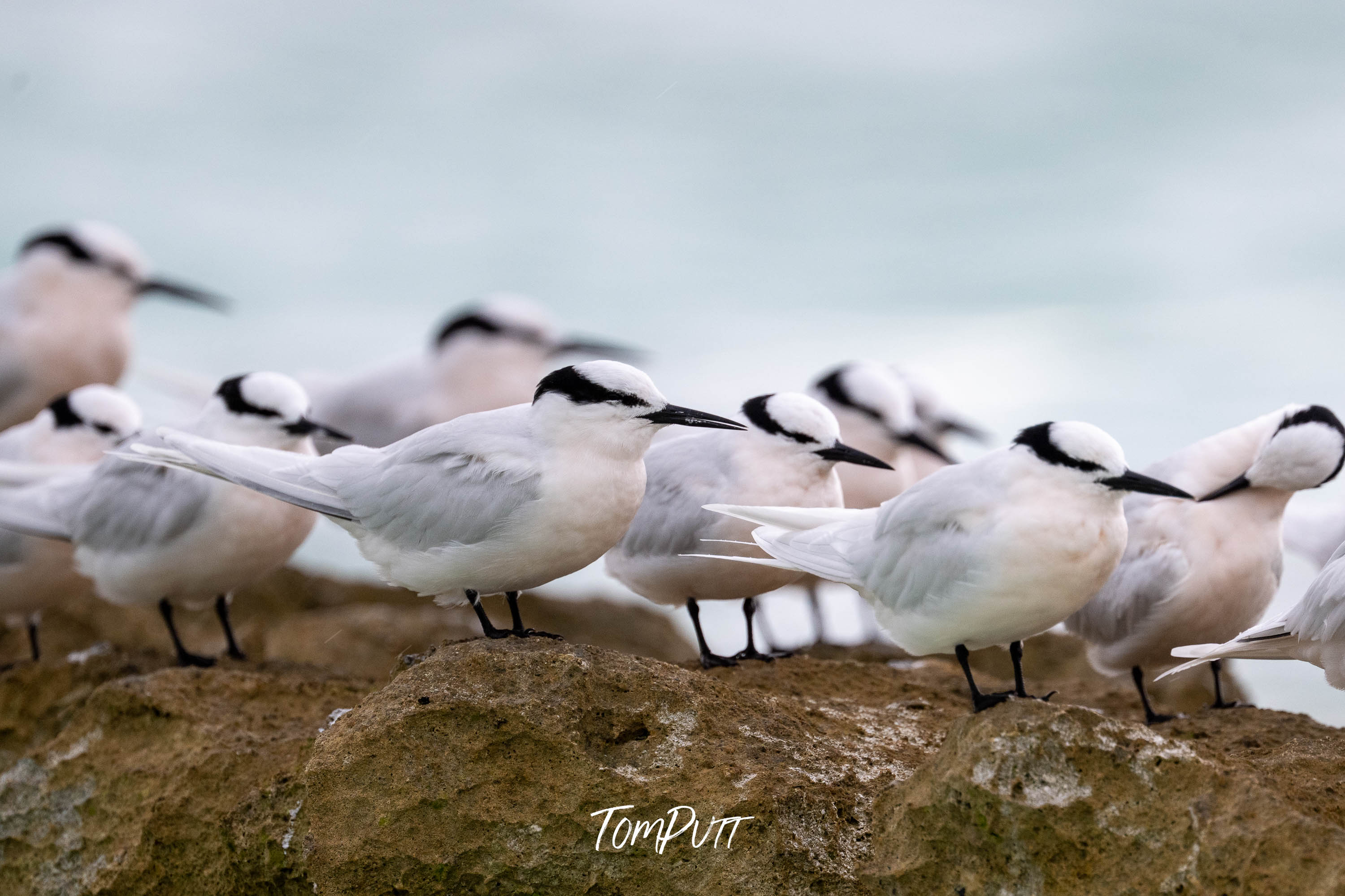 Heron Island Gathering: Black-Napped Terns