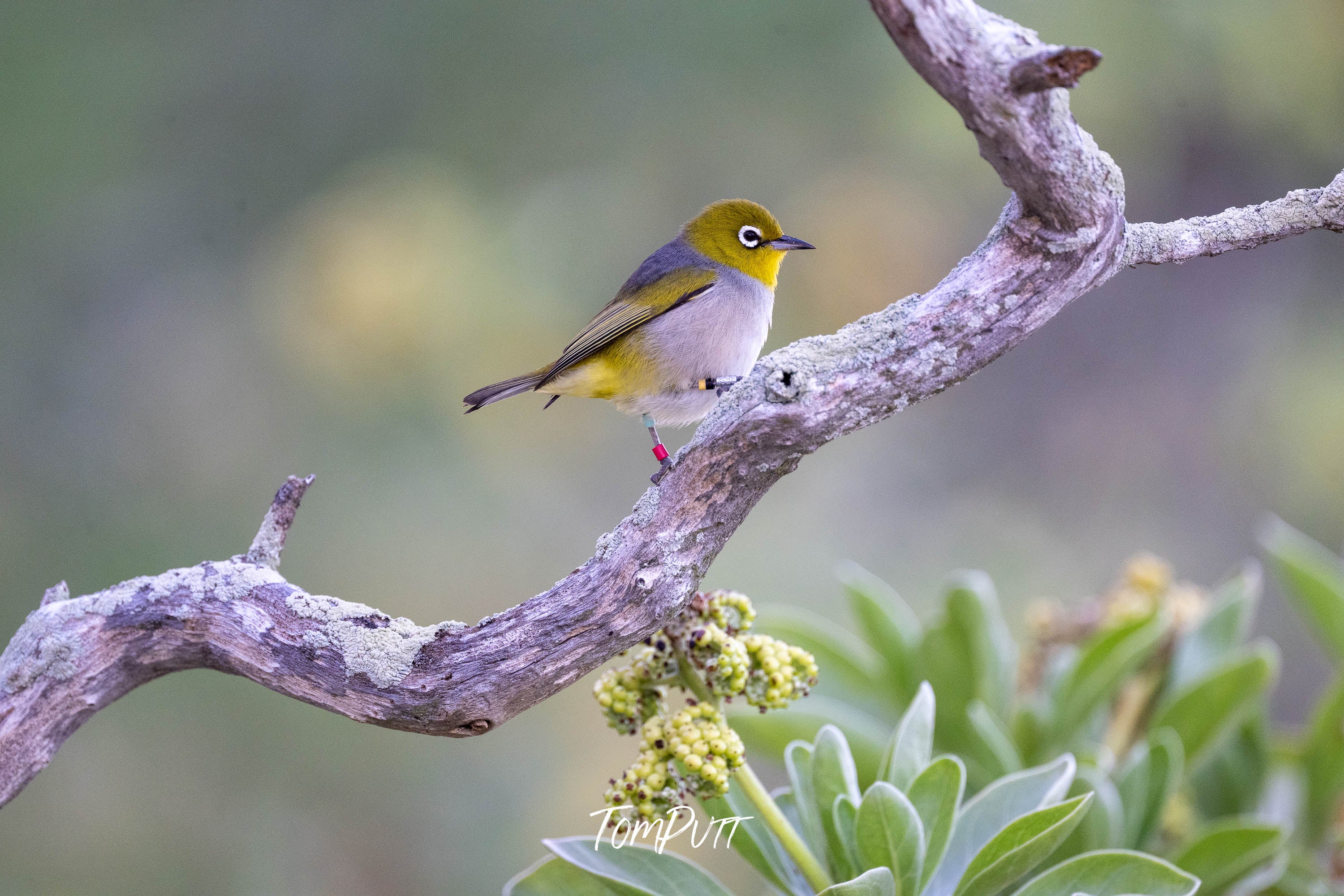Heron Island Delight