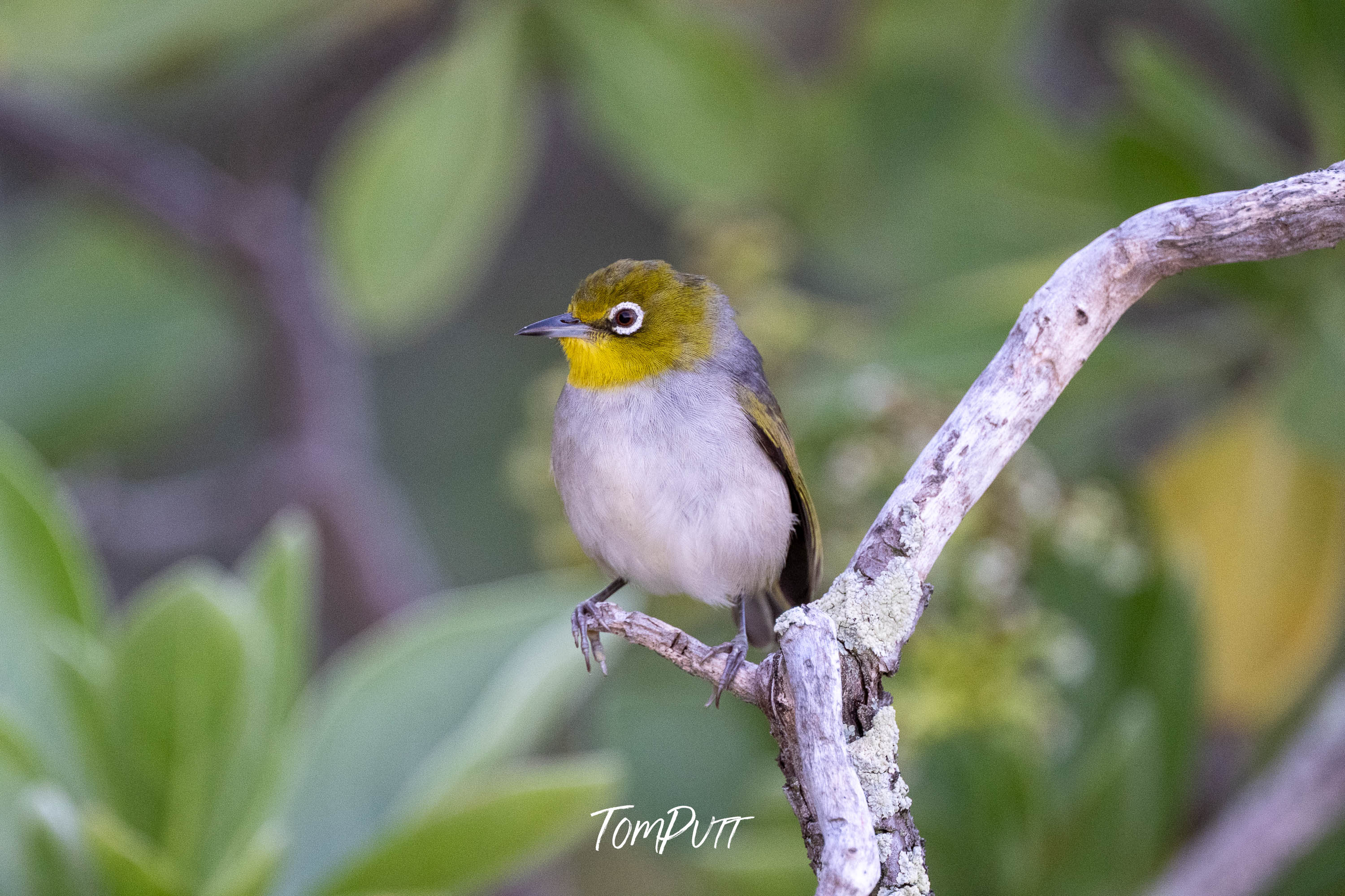 Silvereye Sentinel