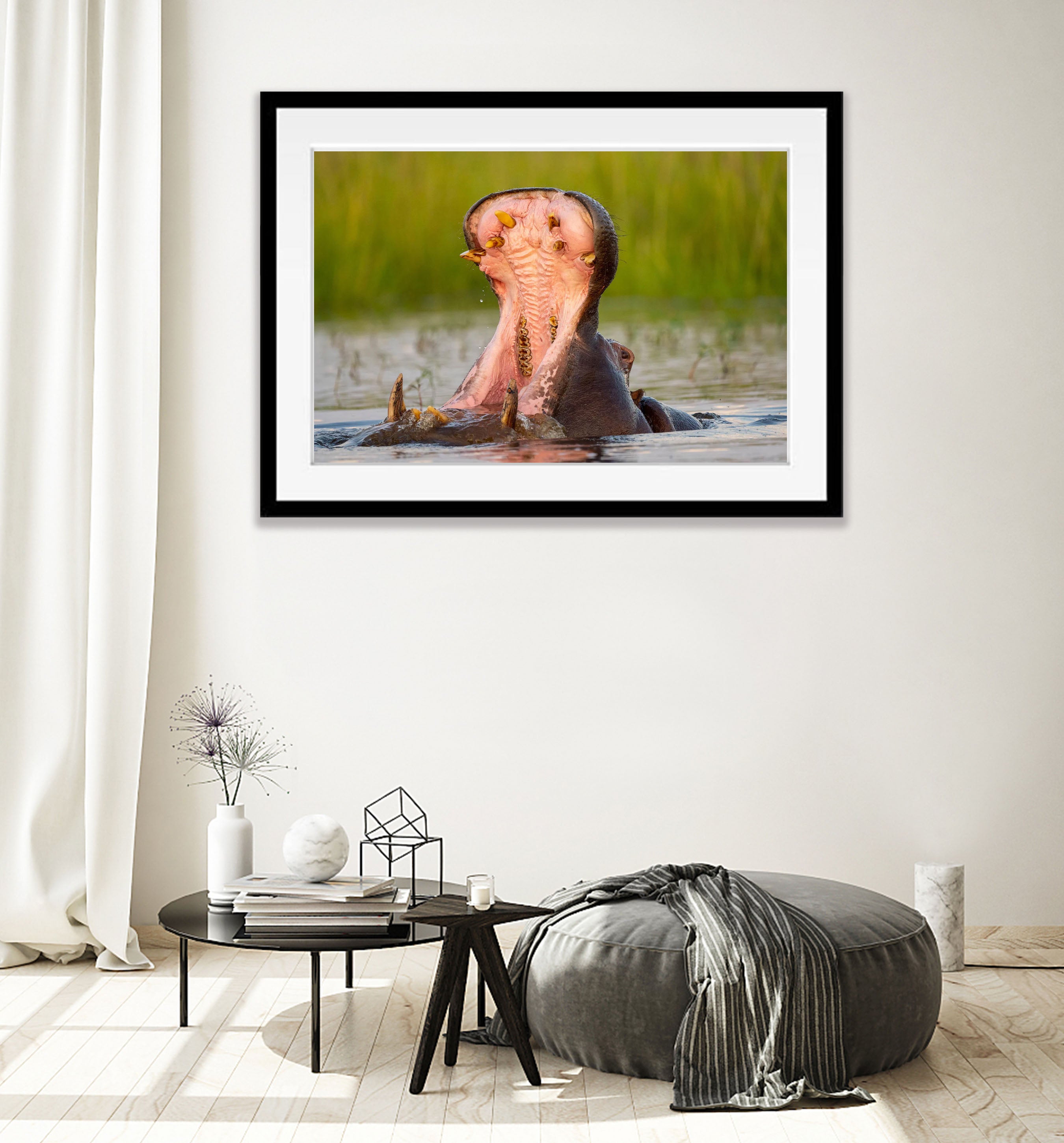 Hippo Yawning, Chobe River, Botswana