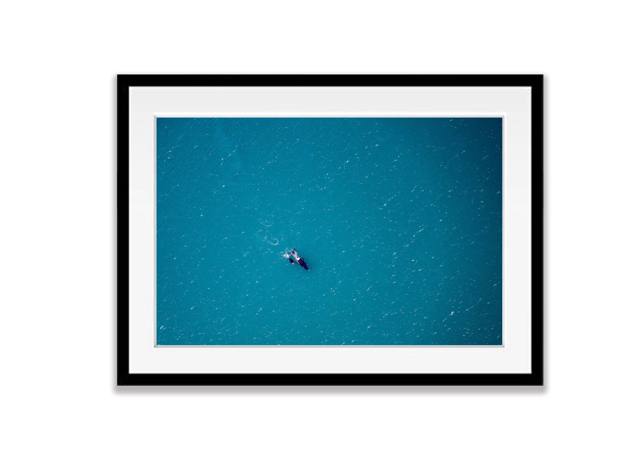 Humpbacks, Shark Bay, WA Aerial