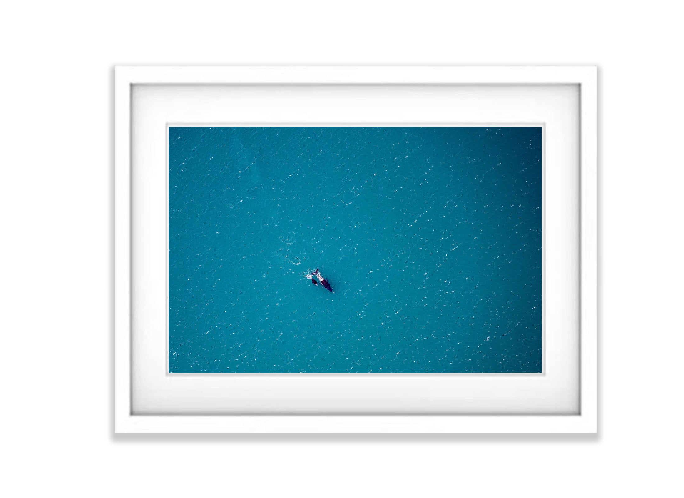 Humpbacks, Shark Bay, WA Aerial