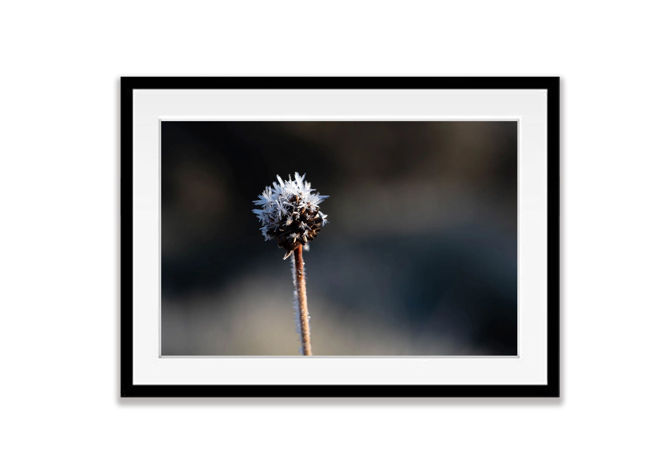 Ice detail, Buttongrass, Cradle Mountain, Tasmania