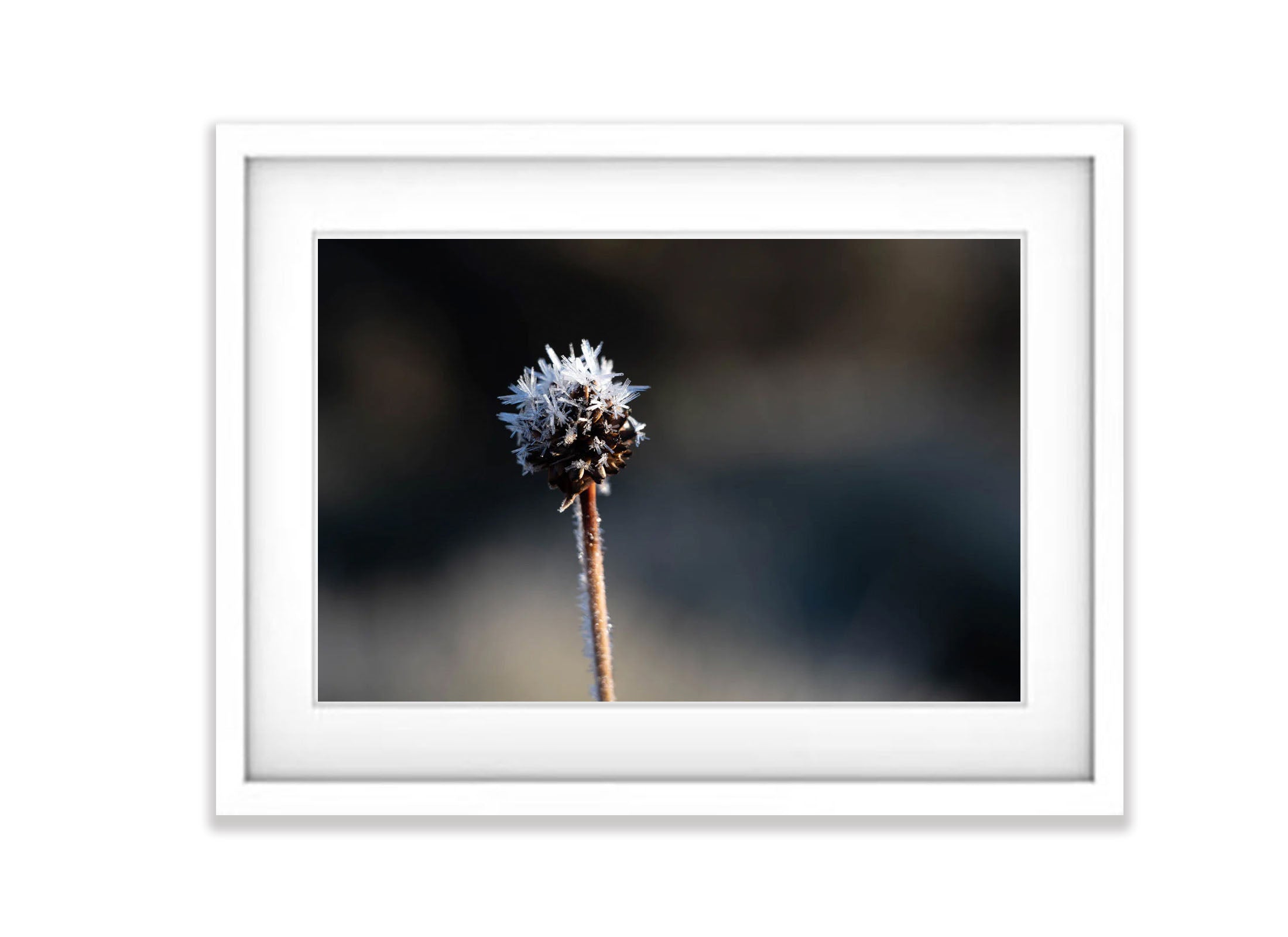 Ice detail, Buttongrass, Cradle Mountain, Tasmania