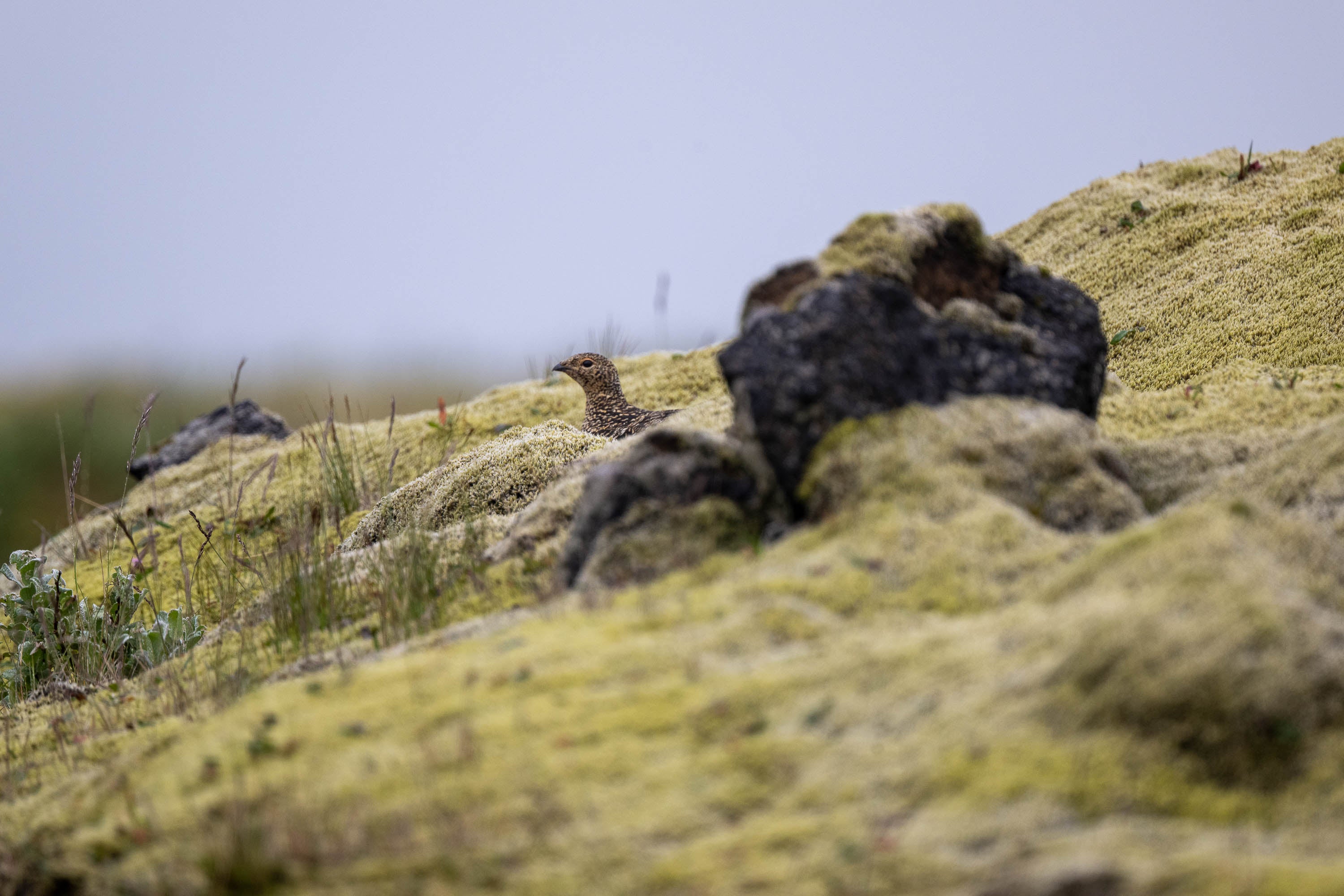Hiding Rock Ptarmigan