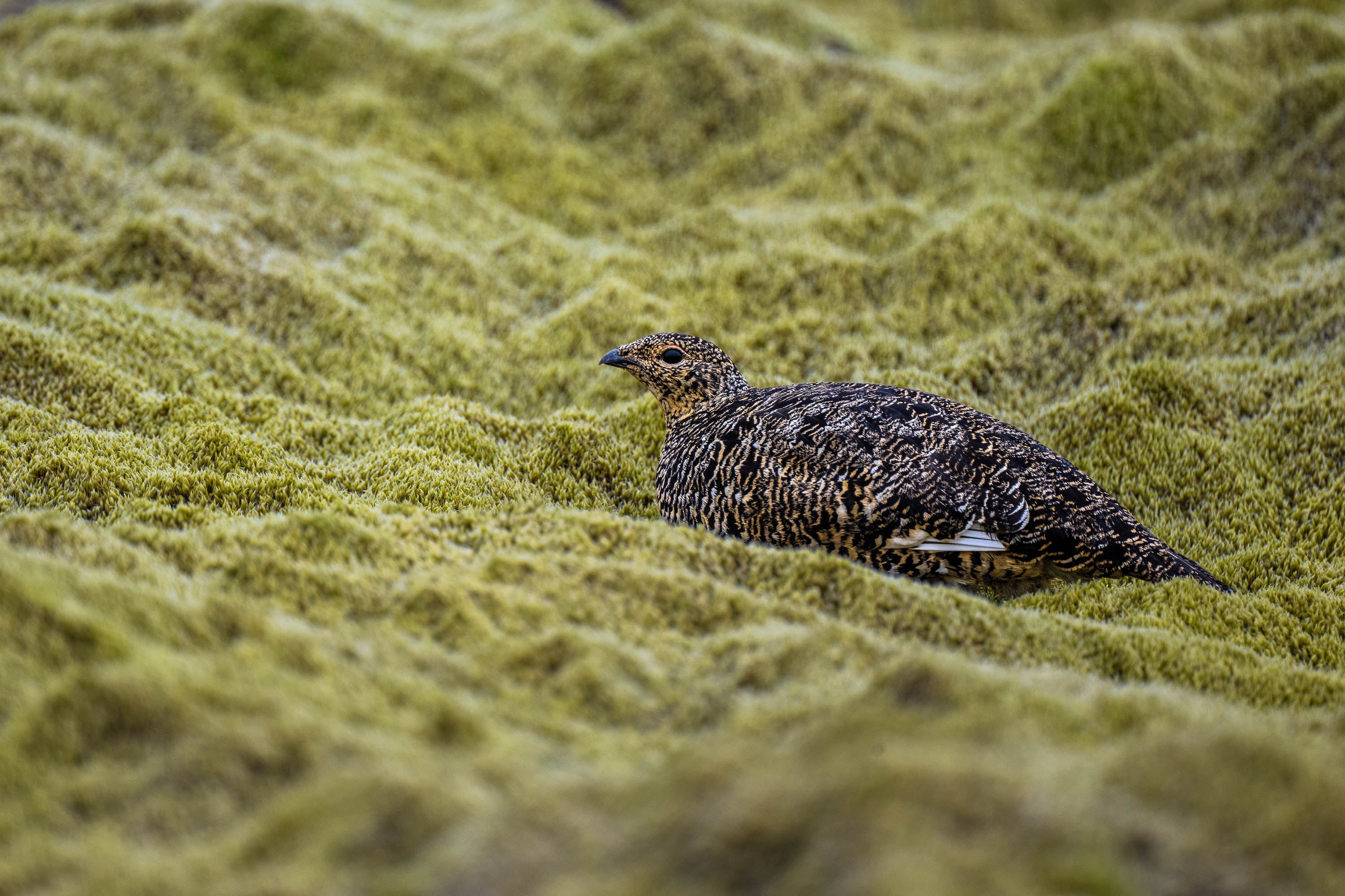 Green Waves. Rock Ptarmigan