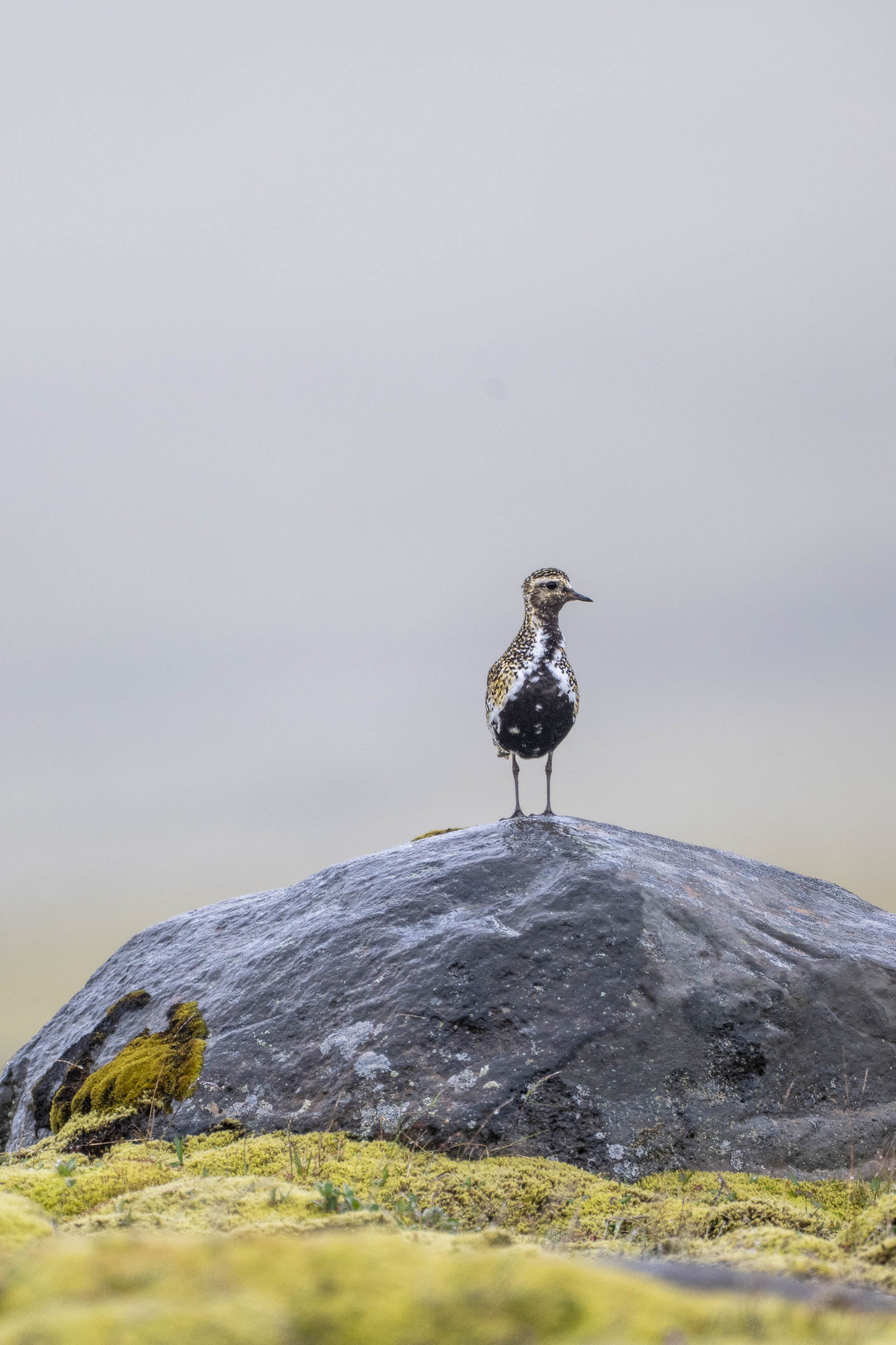 Higher Ground. Golden Plover