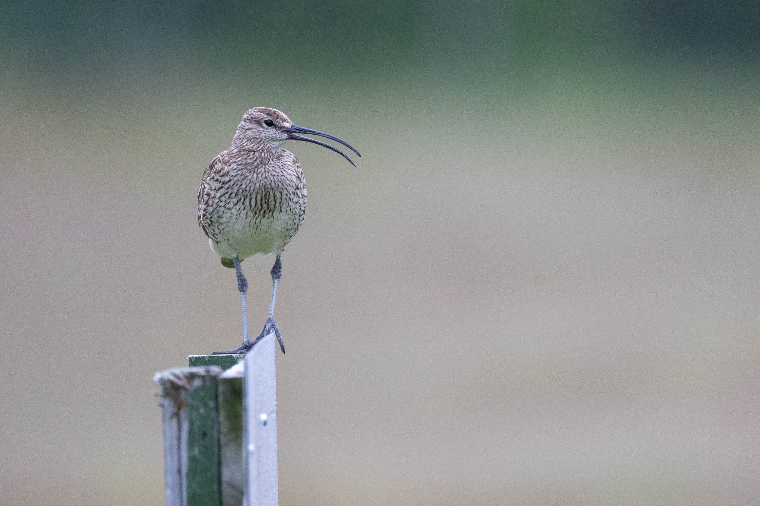 High Perch. Whimbrel