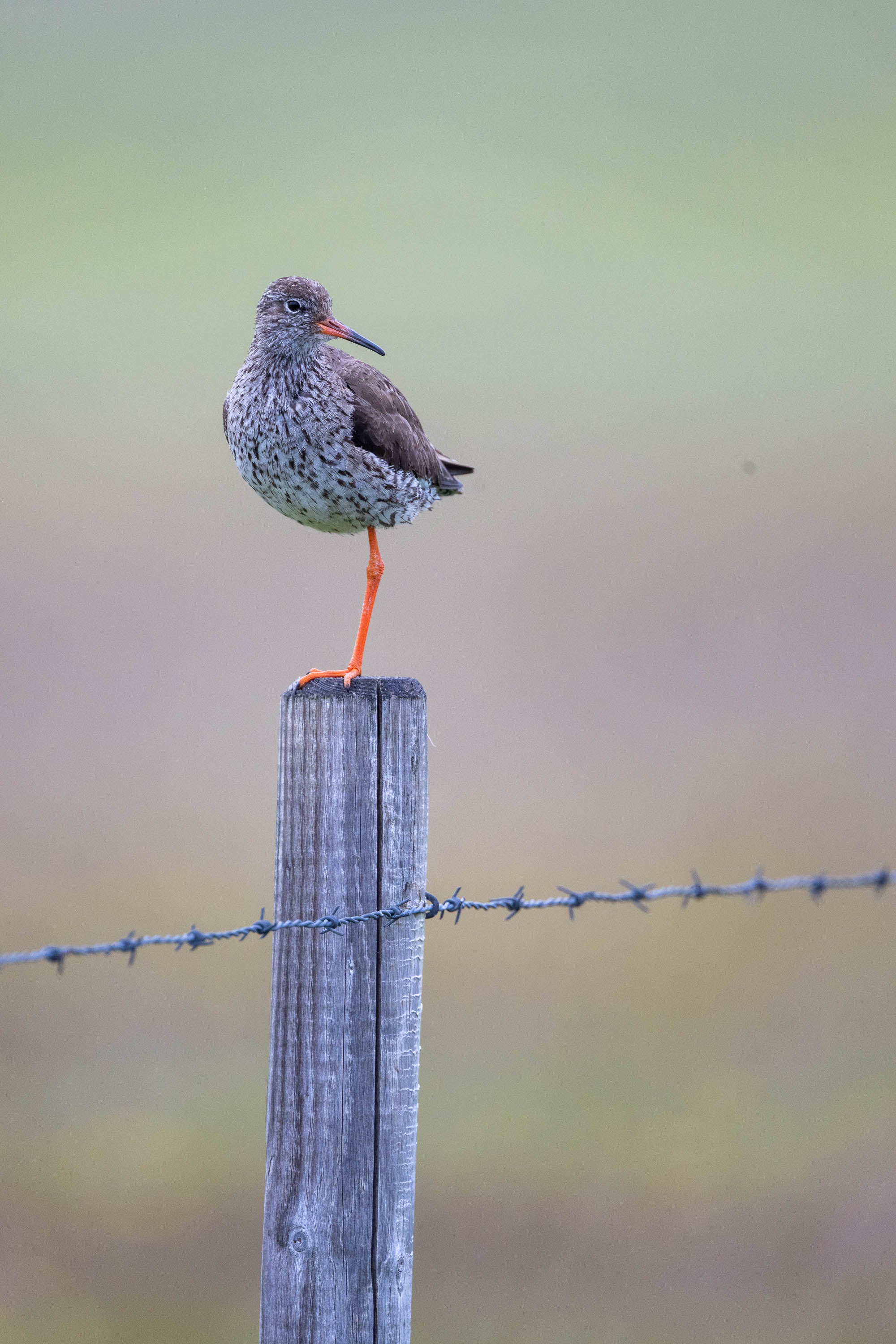 Post and Wire. Redshank