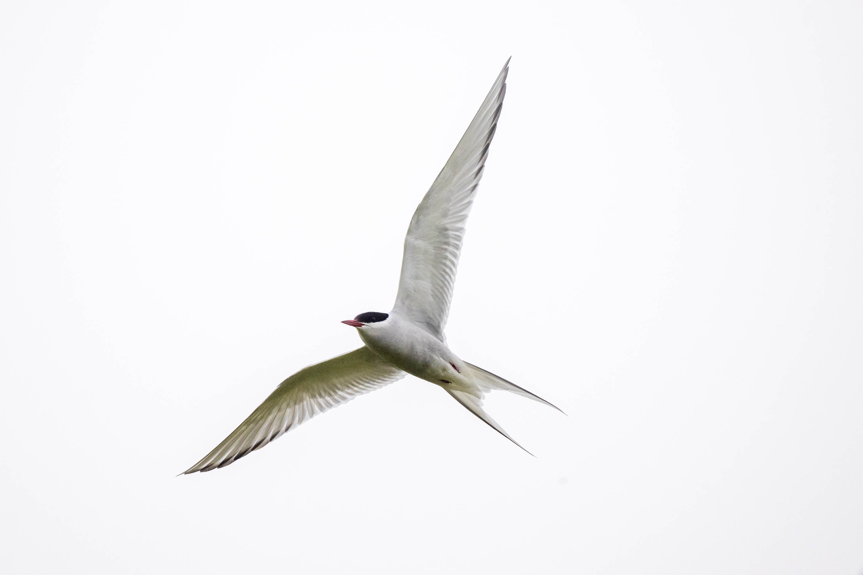 Iceland Gliding Arctic Tern