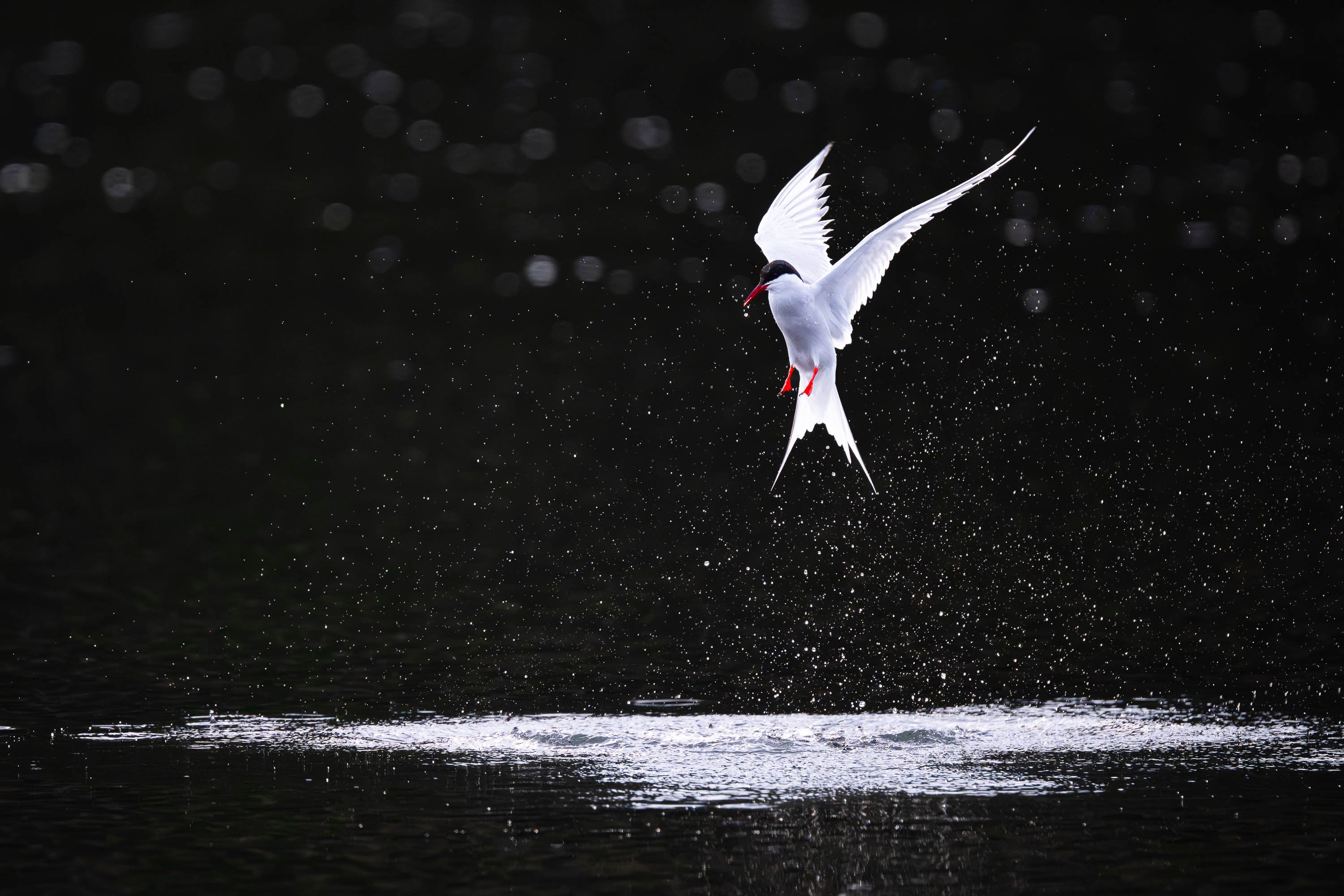 Aerial Dance. Arctic Tern