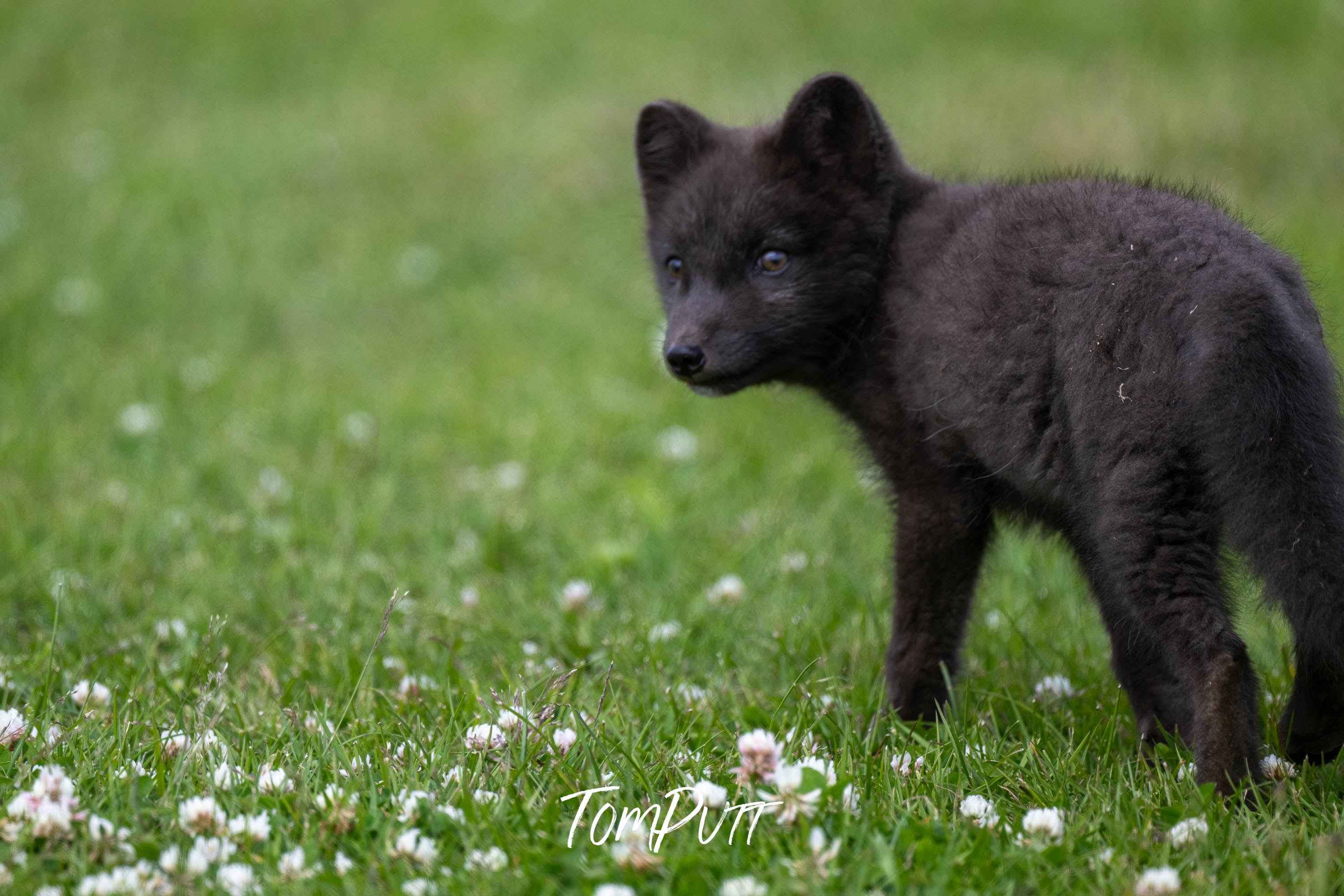 Look Back. Arctic Fox Cub