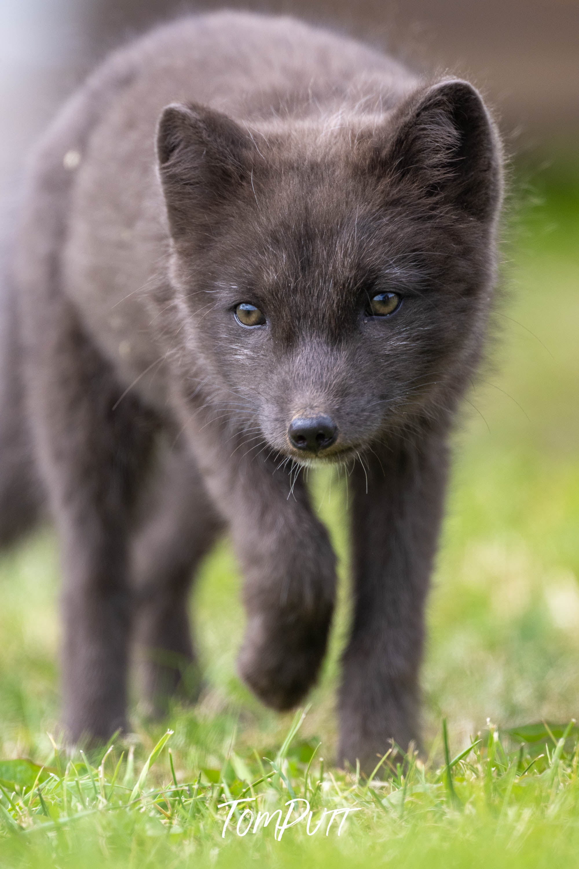 Approaching. Arctic Fox Cub