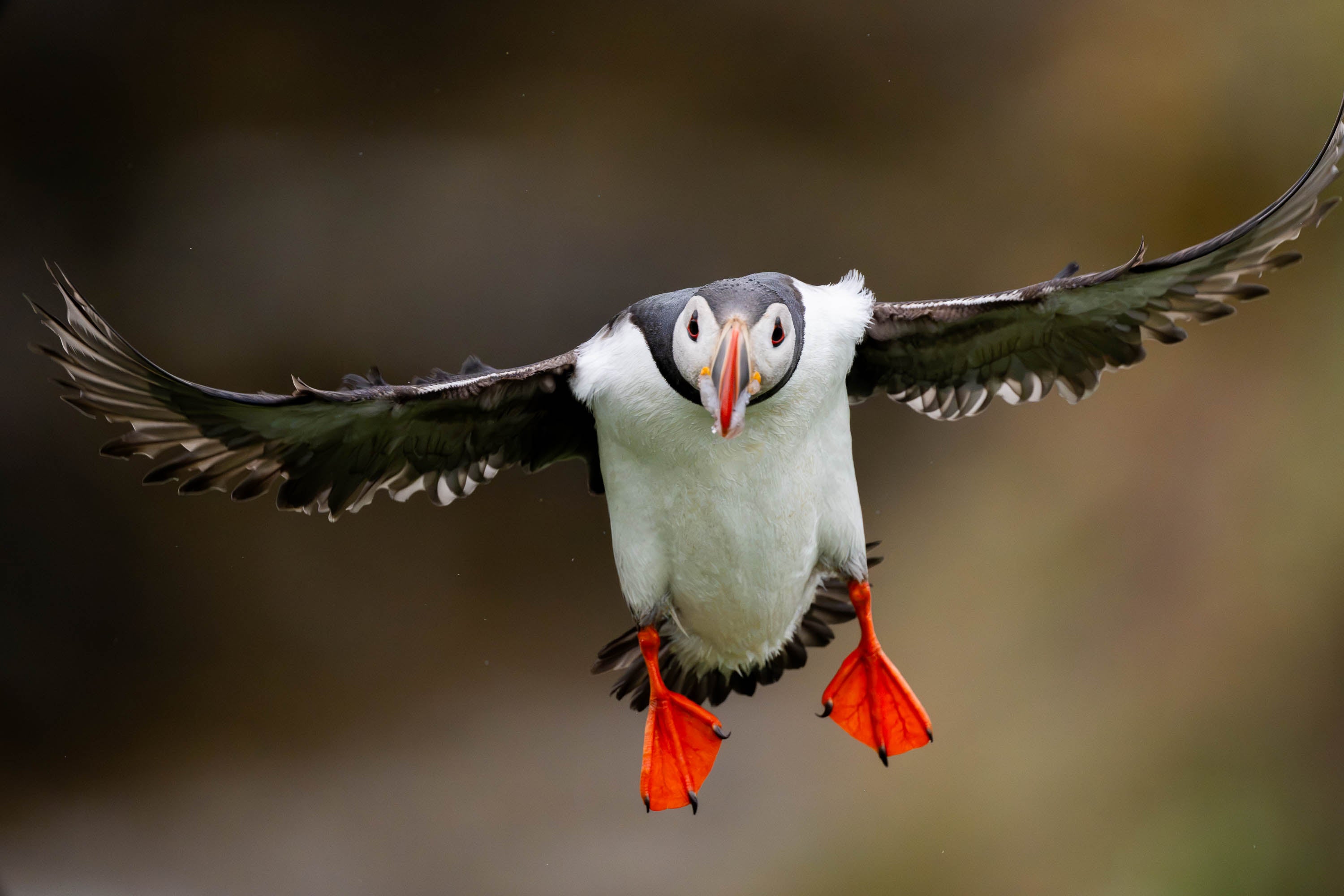 Flight of the Atlantic Puffin