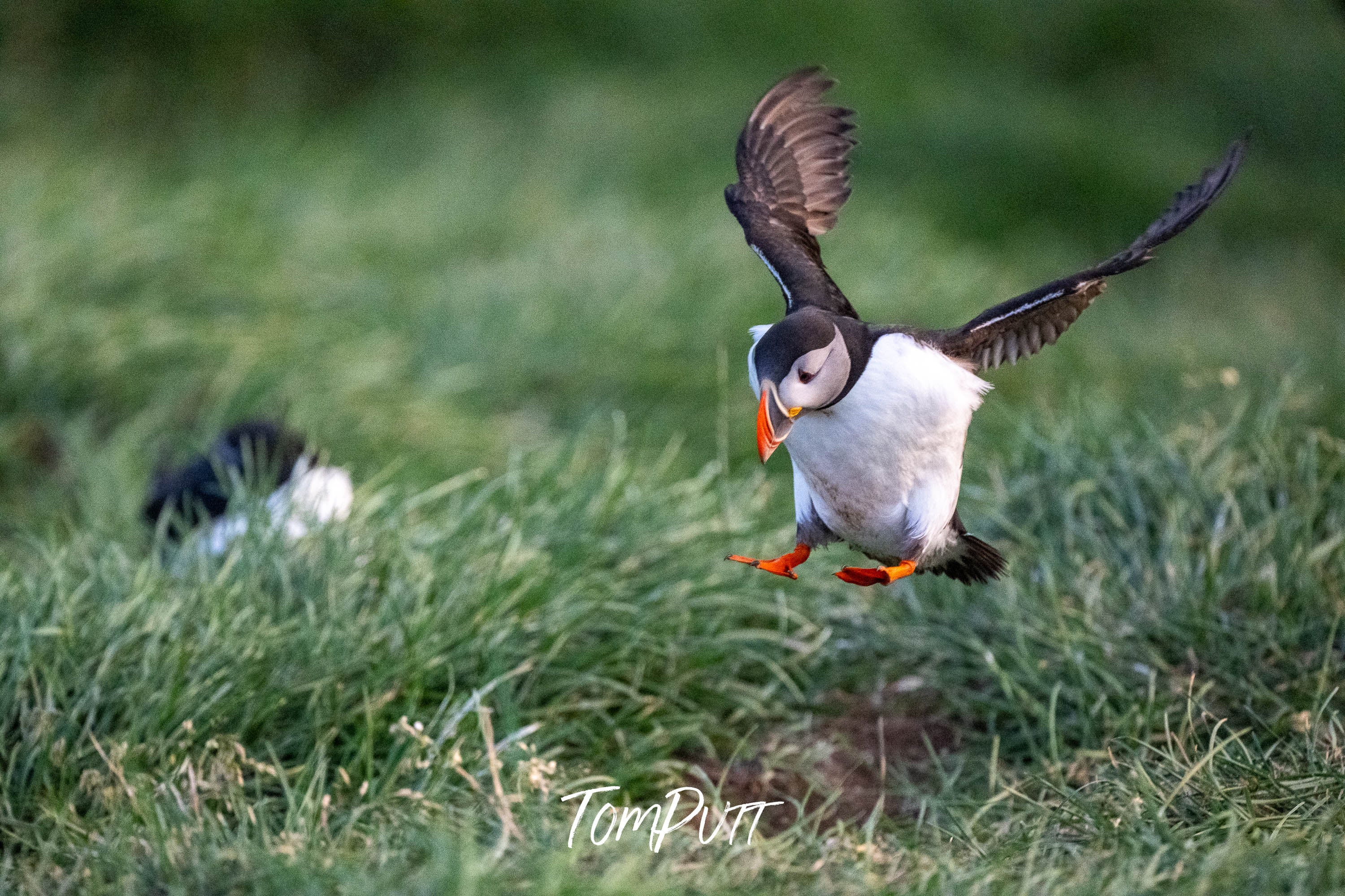 The Landing. Atlantic Puffin
