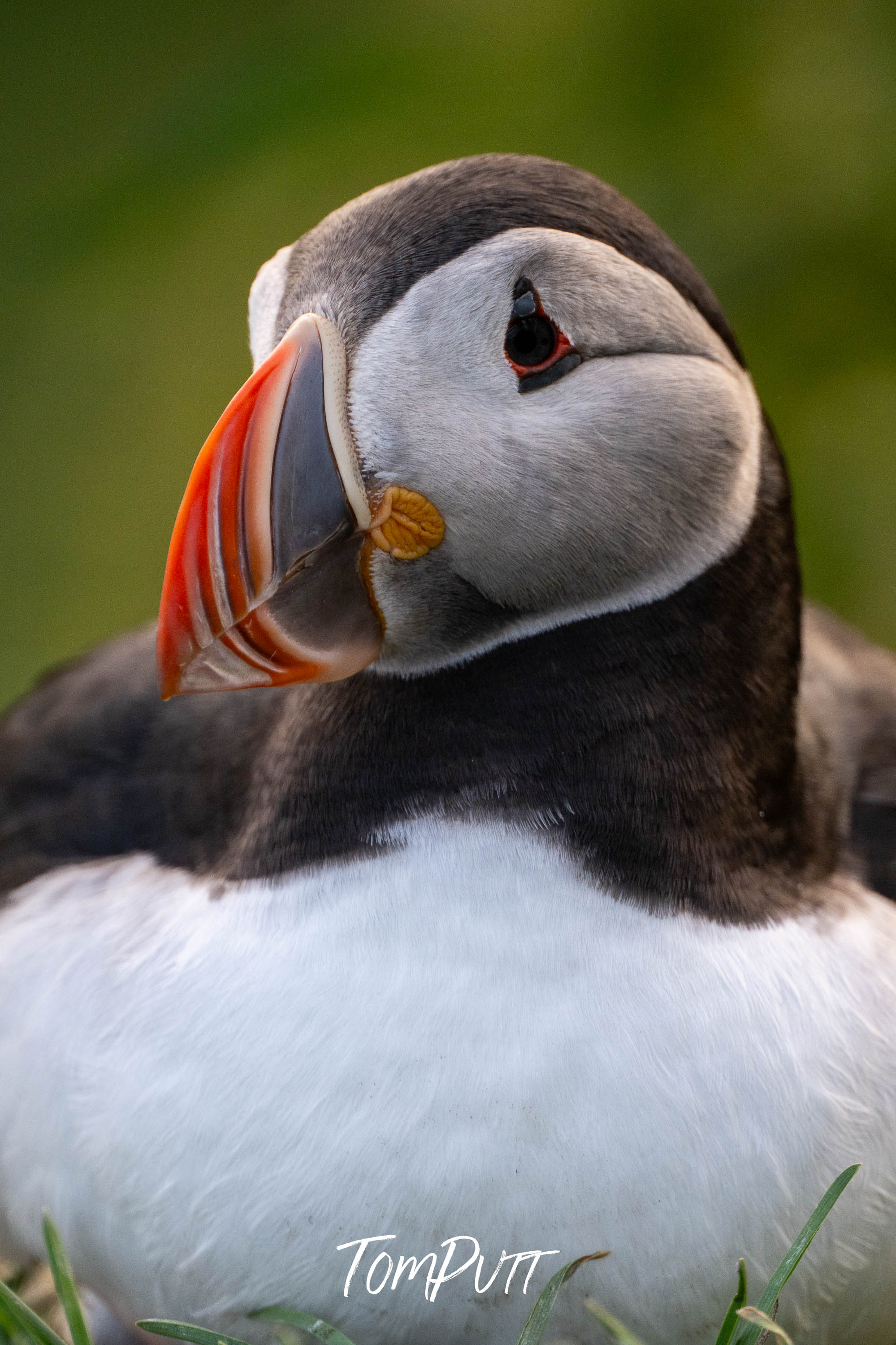 Contemplation. Atlantic Puffin