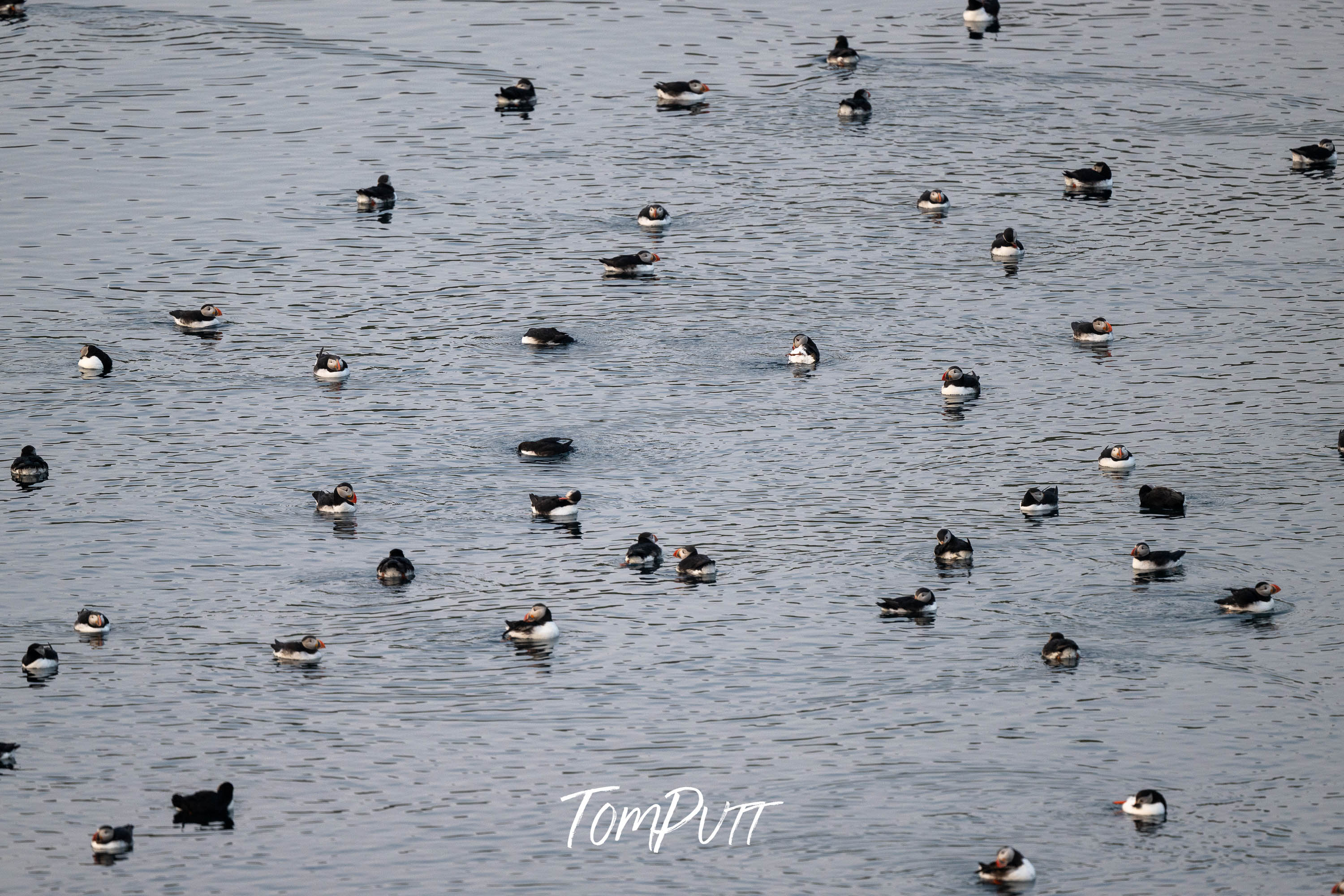 Wading Atlantic Puffins